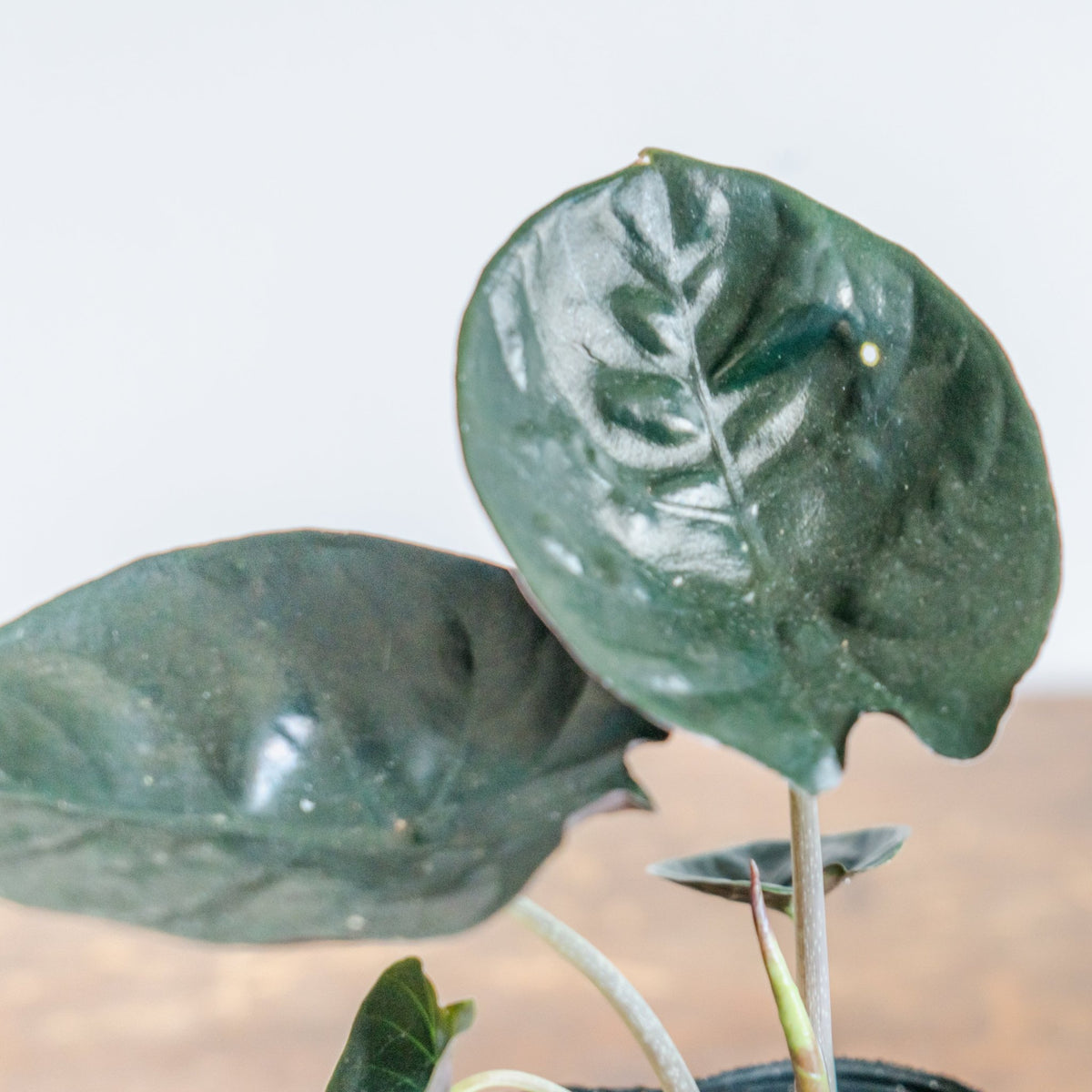 アロカシア・インフェリナリス・ブラックジャックをオーダーするならFlower&amp;Plants tette │ 「手から手へ、想いを運ぶフラワーショップ」【板橋駅徒歩4分】【熟練フローリスト夫婦が運営】【最短2営業日で発送】【24時間365日注文OK】【ギフトは3300円〜】フラワーギフトを手から手へ、想いを込めたブーケやアレンジメントで大切な人に感謝と愛情を。シーンや用途に合わせて選びやすい豊富な種