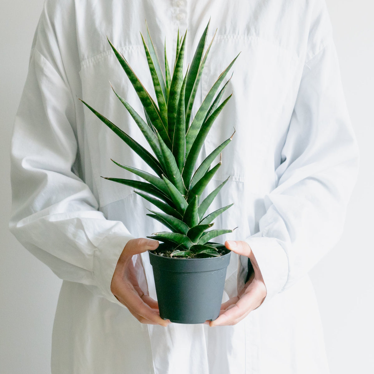 サンスベリア ビースリーをオーダーするならFlower&amp;Plants tette │ 「手から手へ、想いを運ぶフラワーショップ」【板橋駅徒歩4分】【熟練フローリスト夫婦が運営】【最短2営業日で発送】【24時間365日注文OK】【ギフトは3300円〜】フラワーギフトを手から手へ、想いを込めたブーケやアレンジメントで大切な人に感謝と愛情を。シーンや用途に合わせて選びやすい豊富な種