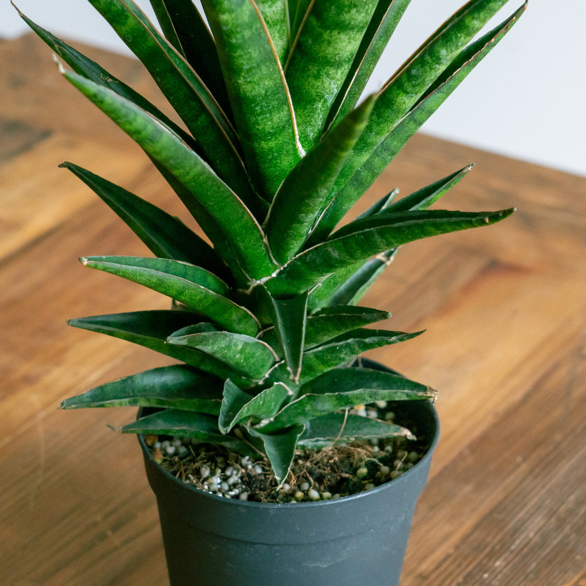 サンスベリア ビースリーをオーダーするならFlower&amp;Plants tette │ 「手から手へ、想いを運ぶフラワーショップ」【板橋駅徒歩4分】【熟練フローリスト夫婦が運営】【最短2営業日で発送】【24時間365日注文OK】【ギフトは3300円〜】フラワーギフトを手から手へ、想いを込めたブーケやアレンジメントで大切な人に感謝と愛情を。シーンや用途に合わせて選びやすい豊富な種