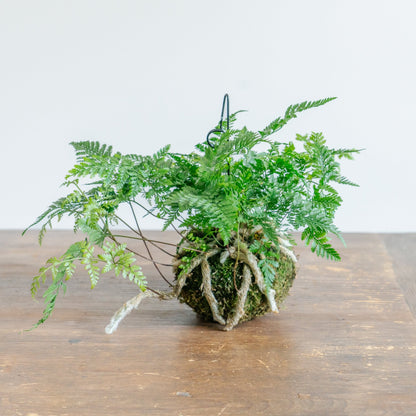 トキワシノブ苔玉をオーダーするならFlower&amp;Plants tette │ 「手から手へ、想いを運ぶフラワーショップ」【板橋駅徒歩4分】【熟練フローリスト夫婦が運営】【最短2営業日で発送】【24時間365日注文OK】【ギフトは3300円〜】フラワーギフトを手から手へ、想いを込めたブーケやアレンジメントで大切な人に感謝と愛情を。シーンや用途に合わせて選びやすい豊富な種