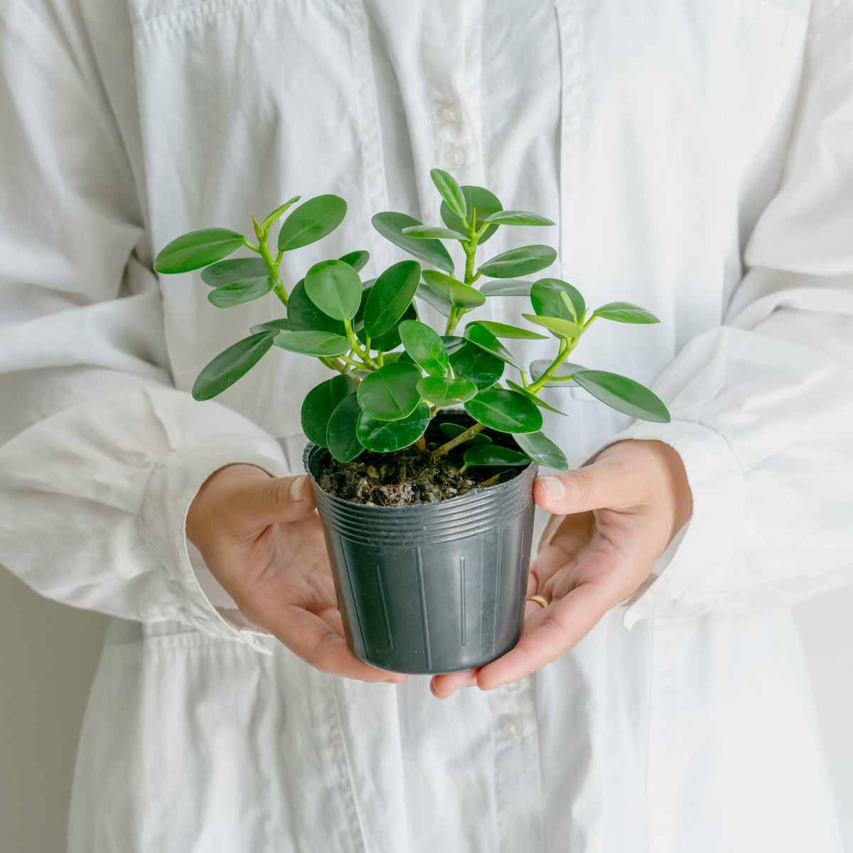 フィカス　ミクロフィラパンダをオーダーするならFlower&amp;Plants tette │ 「手から手へ、想いを運ぶフラワーショップ」【板橋駅徒歩4分】【熟練フローリスト夫婦が運営】【最短2営業日で発送】【24時間365日注文OK】【ギフトは3300円〜】フラワーギフトを手から手へ、想いを込めたブーケやアレンジメントで大切な人に感謝と愛情を。シーンや用途に合わせて選びやすい豊富な種