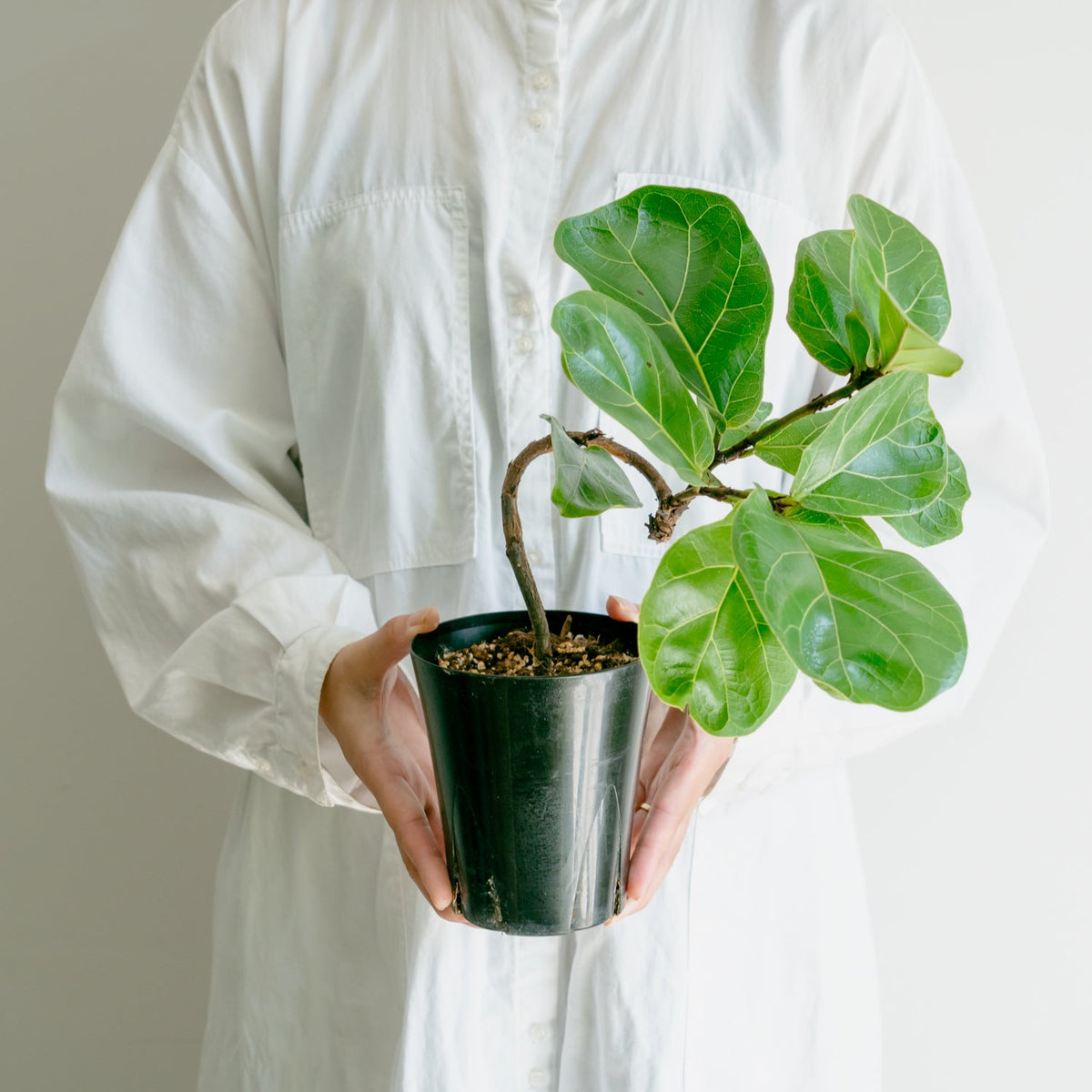 フィカス　バンビーノをオーダーするならFlower&amp;Plants tette │ 「手から手へ、想いを運ぶフラワーショップ」【板橋駅徒歩4分】【熟練フローリスト夫婦が運営】【最短2営業日で発送】【24時間365日注文OK】【ギフトは3300円〜】フラワーギフトを手から手へ、想いを込めたブーケやアレンジメントで大切な人に感謝と愛情を。シーンや用途に合わせて選びやすい豊富な種