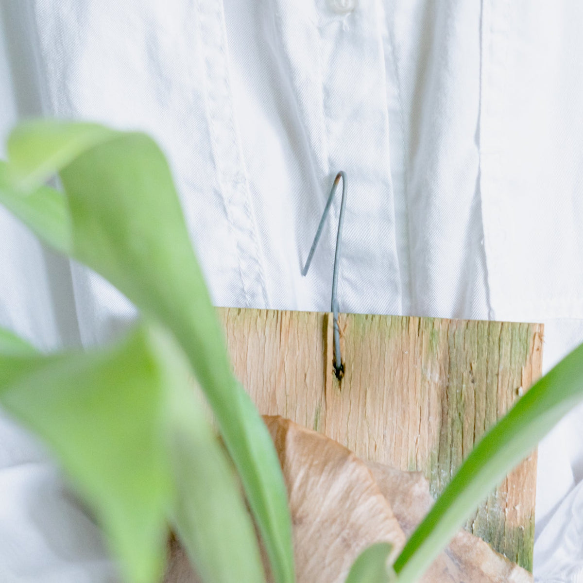 ビカクシダ　ヒリーをオーダーするならFlower&amp;Plants tette │ 「手から手へ、想いを運ぶフラワーショップ」【板橋駅徒歩4分】【熟練フローリスト夫婦が運営】【最短2営業日で発送】【24時間365日注文OK】【ギフトは3300円〜】フラワーギフトを手から手へ、想いを込めたブーケやアレンジメントで大切な人に感謝と愛情を。シーンや用途に合わせて選びやすい豊富な種