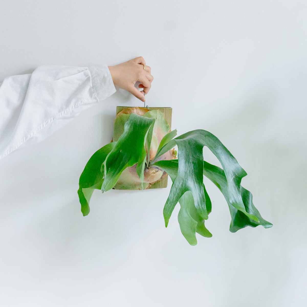 ビカクシダ　ヒリーをオーダーするならFlower&amp;Plants tette │ 「手から手へ、想いを運ぶフラワーショップ」【板橋駅徒歩4分】【熟練フローリスト夫婦が運営】【最短2営業日で発送】【24時間365日注文OK】【ギフトは3300円〜】フラワーギフトを手から手へ、想いを込めたブーケやアレンジメントで大切な人に感謝と愛情を。シーンや用途に合わせて選びやすい豊富な種
