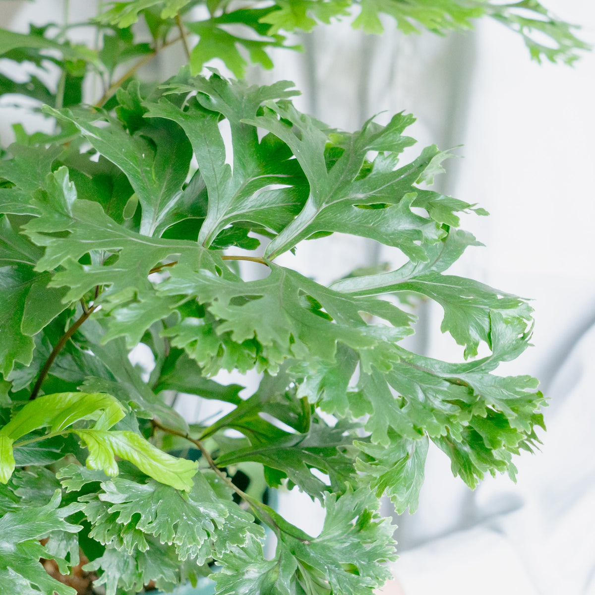 フレポディウム ファラックスをオーダーするならFlower&amp;Plants tette │ 「手から手へ、想いを運ぶフラワーショップ」【板橋駅徒歩4分】【熟練フローリスト夫婦が運営】【最短2営業日で発送】【24時間365日注文OK】【ギフトは3300円〜】フラワーギフトを手から手へ、想いを込めたブーケやアレンジメントで大切な人に感謝と愛情を。シーンや用途に合わせて選びやすい豊富な種