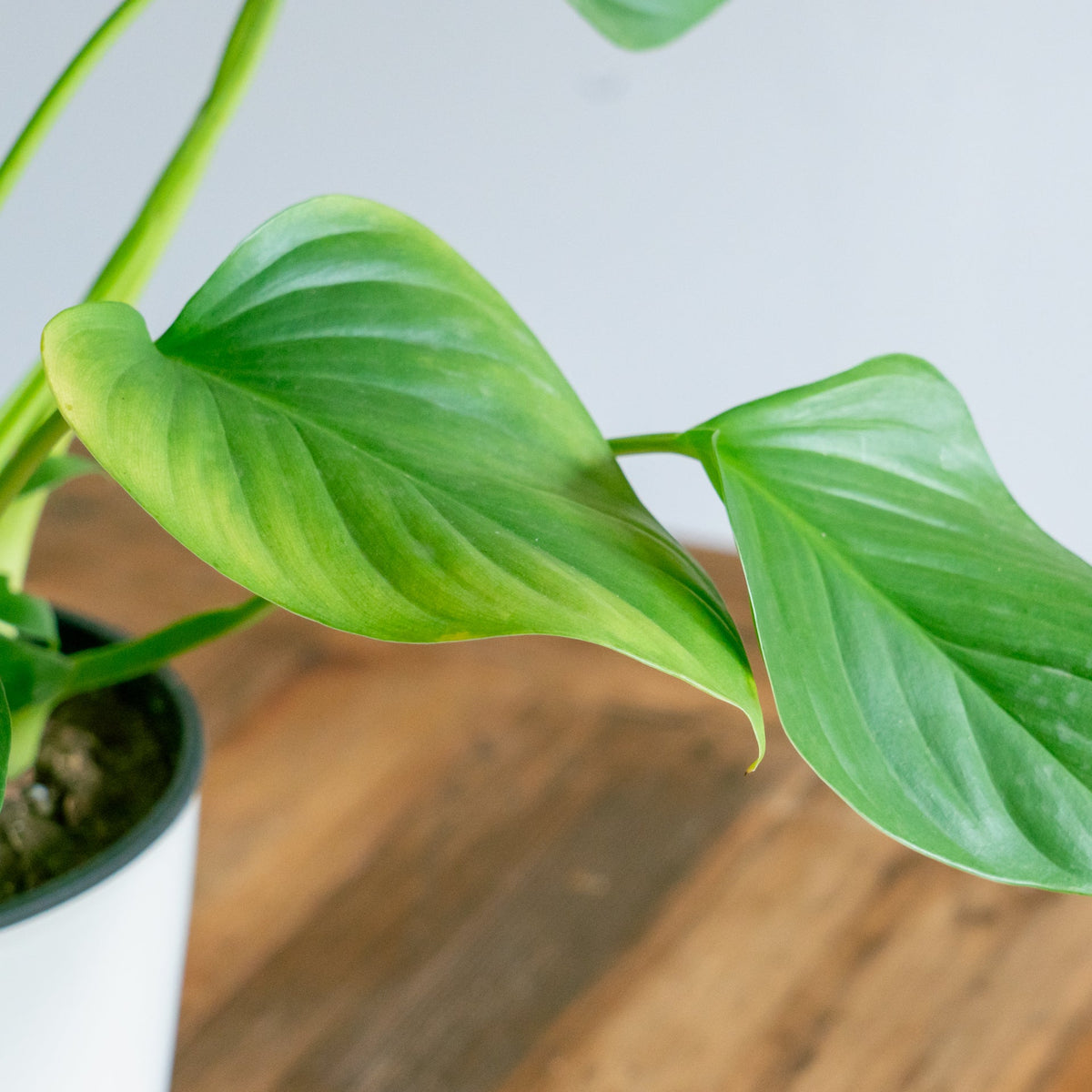 ホマロメナサンシャインジェムをオーダーするならFlower&amp;Plants tette │ 「手から手へ、想いを運ぶフラワーショップ」【板橋駅徒歩4分】【熟練フローリスト夫婦が運営】【最短2営業日で発送】【24時間365日注文OK】【ギフトは3300円〜】フラワーギフトを手から手へ、想いを込めたブーケやアレンジメントで大切な人に感謝と愛情を。シーンや用途に合わせて選びやすい豊富な種