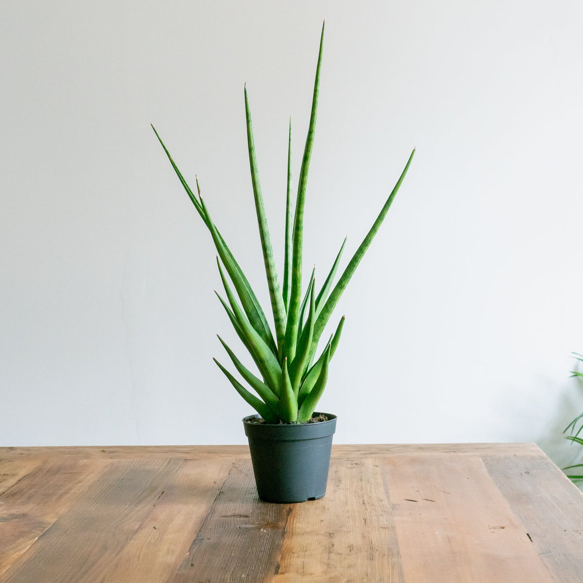 サンスベリアトムグラシリスをオーダーするならFlower&amp;Plants tette │ 「手から手へ、想いを運ぶフラワーショップ」【板橋駅徒歩4分】【熟練フローリスト夫婦が運営】【最短2営業日で発送】【24時間365日注文OK】【ギフトは3300円〜】フラワーギフトを手から手へ、想いを込めたブーケやアレンジメントで大切な人に感謝と愛情を。シーンや用途に合わせて選びやすい豊富な種