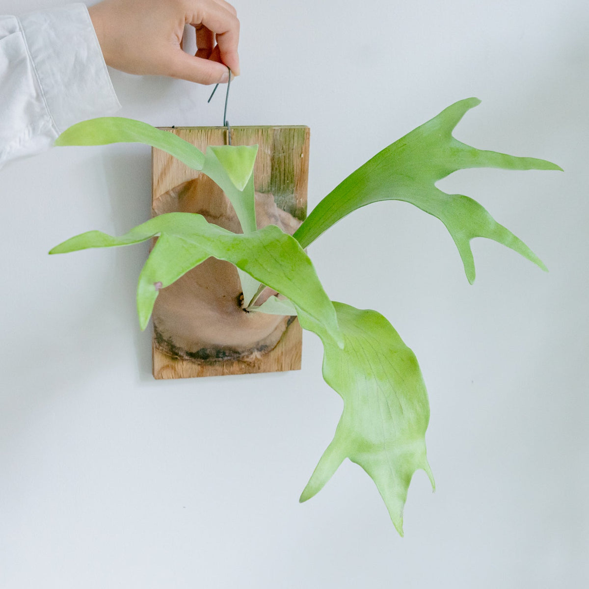 ビカクシダ　ヒリーをオーダーするならFlower&amp;Plants tette │ 「手から手へ、想いを運ぶフラワーショップ」【板橋駅徒歩4分】【熟練フローリスト夫婦が運営】【最短2営業日で発送】【24時間365日注文OK】【ギフトは3300円〜】フラワーギフトを手から手へ、想いを込めたブーケやアレンジメントで大切な人に感謝と愛情を。シーンや用途に合わせて選びやすい豊富な種