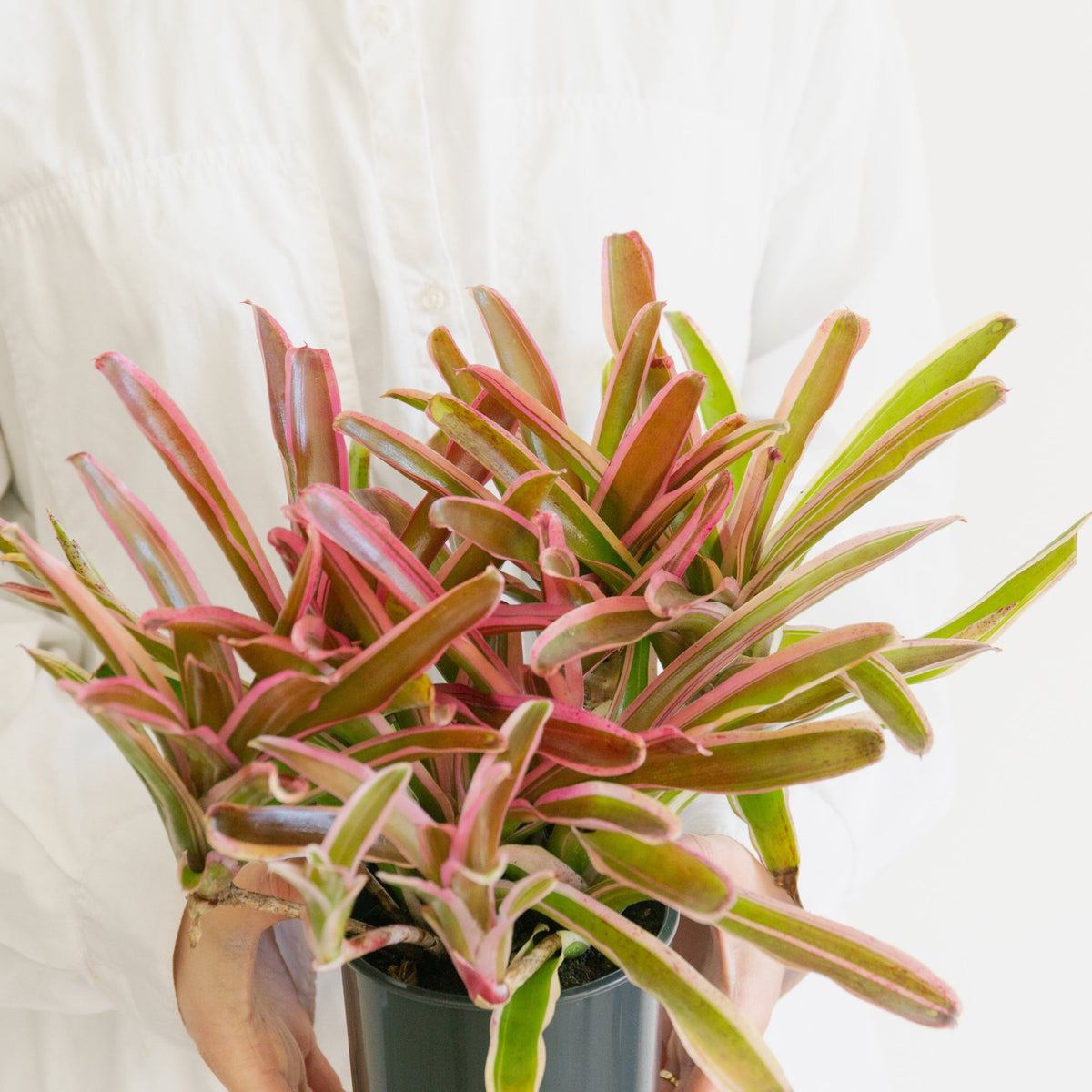 ネオレゲリア・ファイアーボールをオーダーするならFlower&amp;Plants tette │ 「手から手へ、想いを運ぶフラワーショップ」【板橋駅徒歩4分】【熟練フローリスト夫婦が運営】【最短2営業日で発送】【24時間365日注文OK】【ギフトは3300円〜】フラワーギフトを手から手へ、想いを込めたブーケやアレンジメントで大切な人に感謝と愛情を。シーンや用途に合わせて選びやすい豊富な種