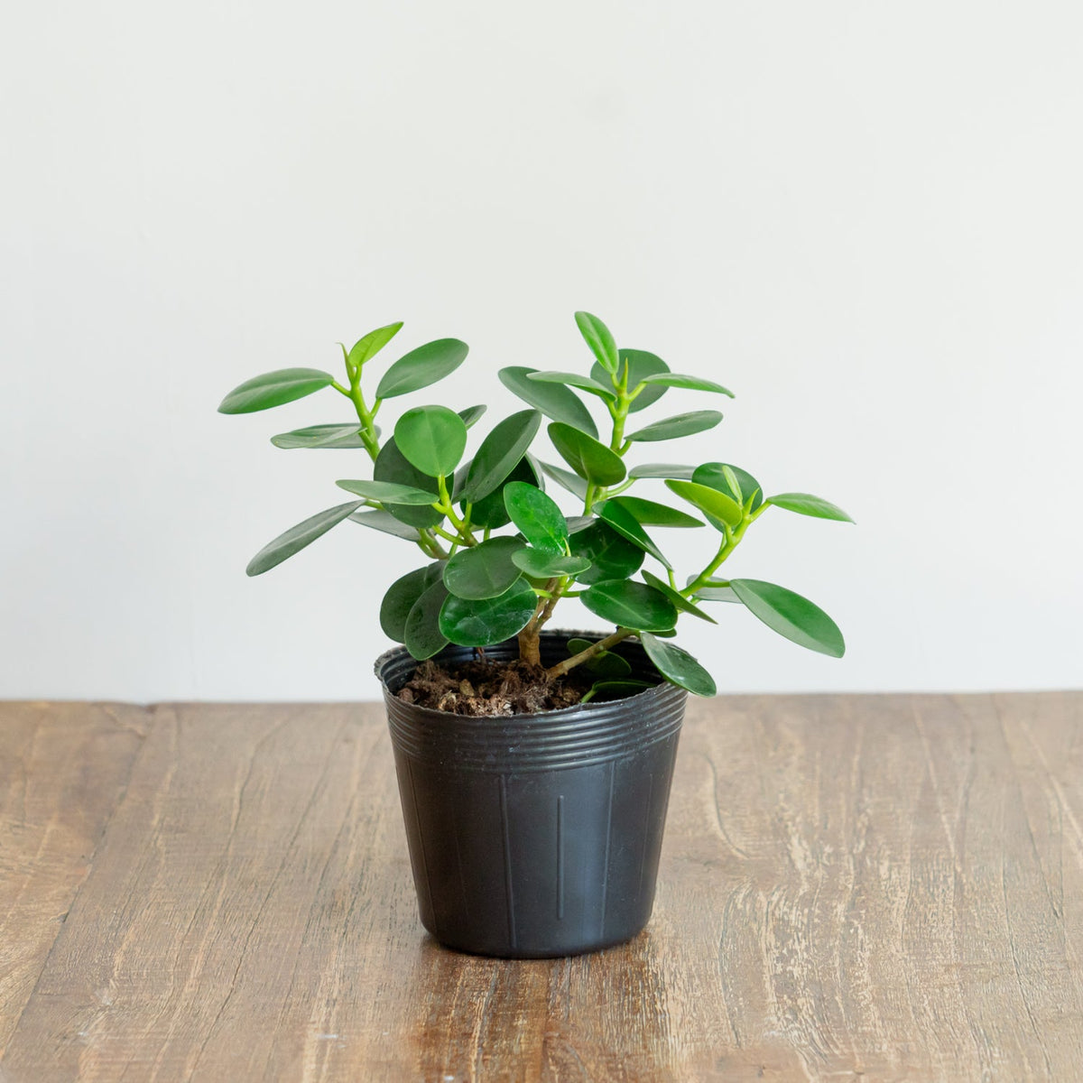 フィカス　ミクロフィラパンダをオーダーするならFlower&amp;Plants tette │ 「手から手へ、想いを運ぶフラワーショップ」【板橋駅徒歩4分】【熟練フローリスト夫婦が運営】【最短2営業日で発送】【24時間365日注文OK】【ギフトは3300円〜】フラワーギフトを手から手へ、想いを込めたブーケやアレンジメントで大切な人に感謝と愛情を。シーンや用途に合わせて選びやすい豊富な種