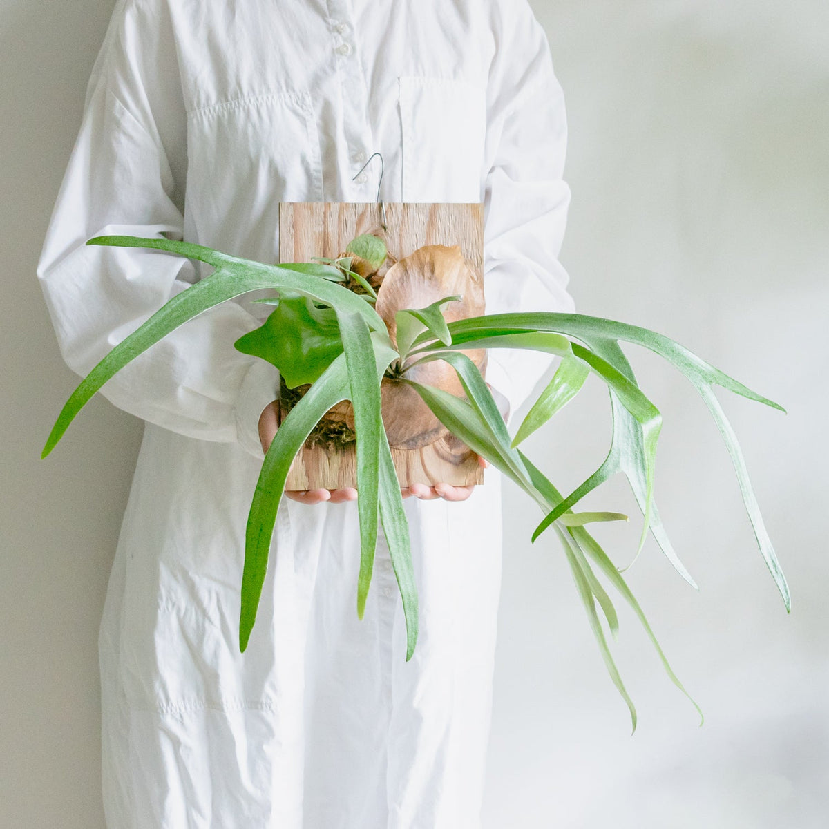 ビカクシダ　サウスシーをオーダーするならFlower&amp;Plants tette │ 「手から手へ、想いを運ぶフラワーショップ」【板橋駅徒歩4分】【熟練フローリスト夫婦が運営】【最短2営業日で発送】【24時間365日注文OK】【ギフトは3300円〜】フラワーギフトを手から手へ、想いを込めたブーケやアレンジメントで大切な人に感謝と愛情を。シーンや用途に合わせて選びやすい豊富な種