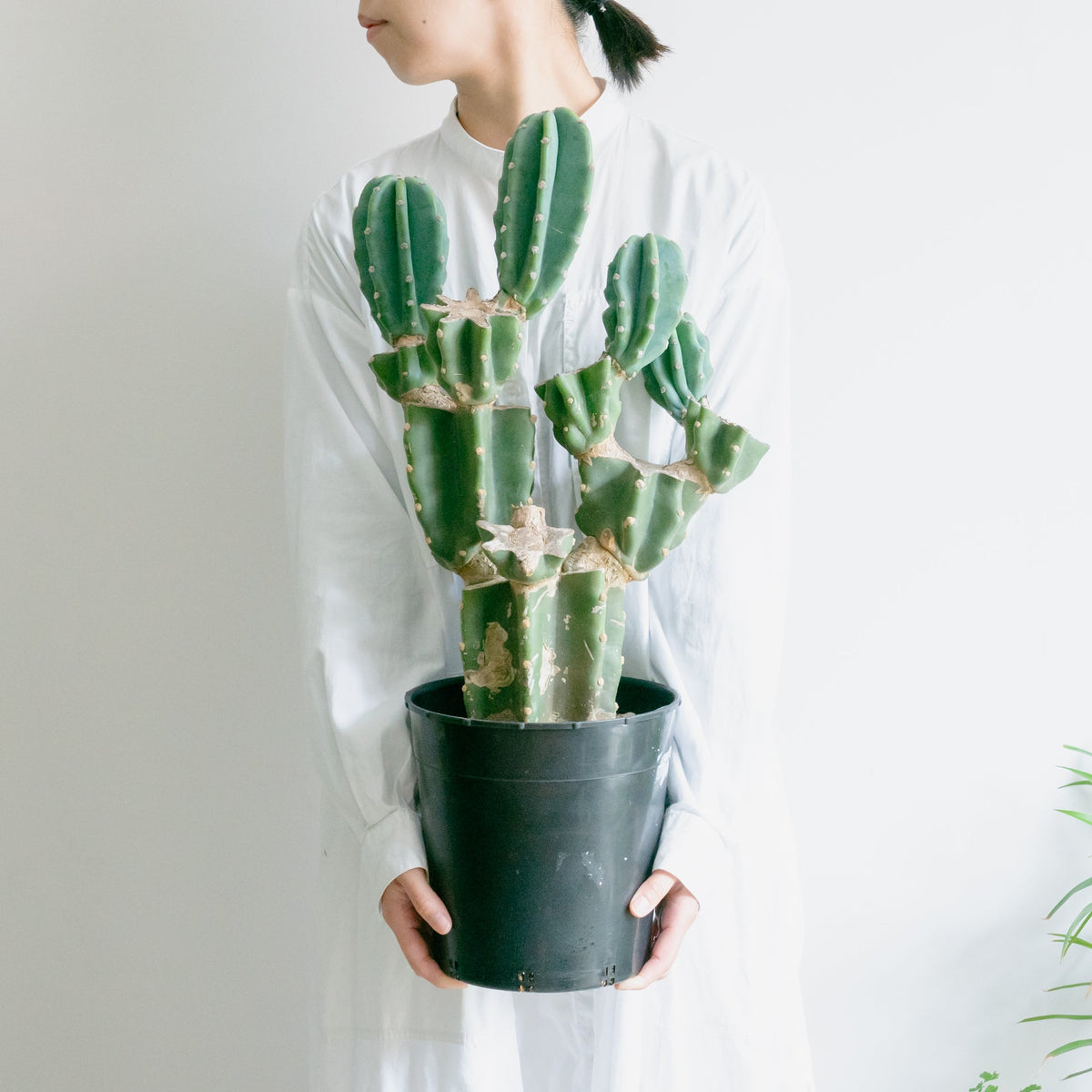 柱サボテンをオーダーするならFlower&amp;Plants tette │ 「手から手へ、想いを運ぶフラワーショップ」【板橋駅徒歩4分】【熟練フローリスト夫婦が運営】【最短2営業日で発送】【24時間365日注文OK】【ギフトは3300円〜】フラワーギフトを手から手へ、想いを込めたブーケやアレンジメントで大切な人に感謝と愛情を。シーンや用途に合わせて選びやすい豊富な種
