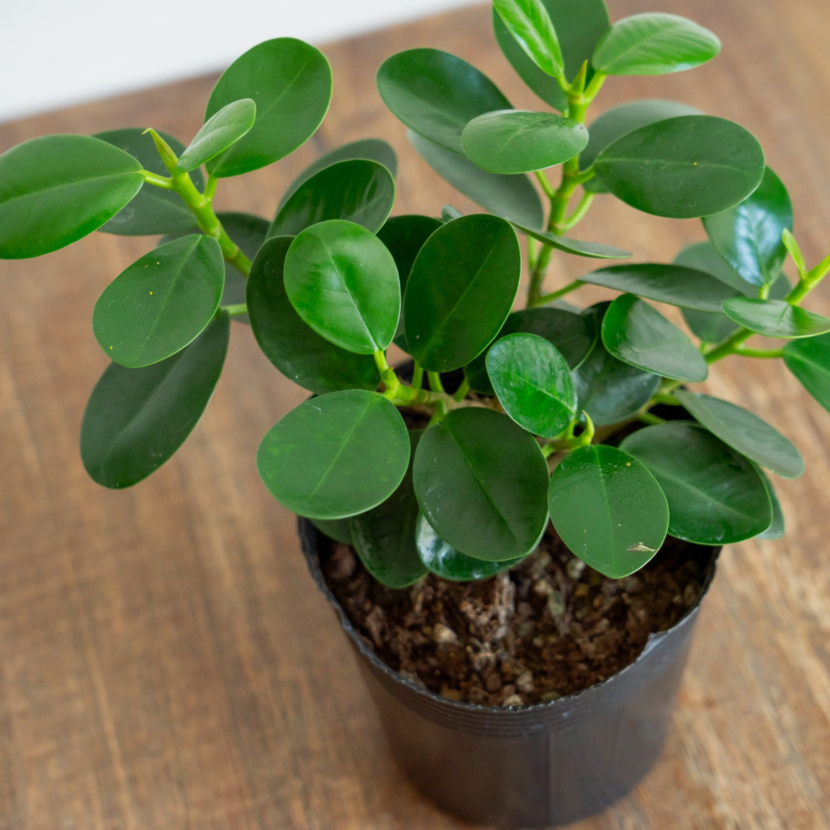 フィカス　ミクロフィラパンダをオーダーするならFlower&amp;Plants tette │ 「手から手へ、想いを運ぶフラワーショップ」【板橋駅徒歩4分】【熟練フローリスト夫婦が運営】【最短2営業日で発送】【24時間365日注文OK】【ギフトは3300円〜】フラワーギフトを手から手へ、想いを込めたブーケやアレンジメントで大切な人に感謝と愛情を。シーンや用途に合わせて選びやすい豊富な種