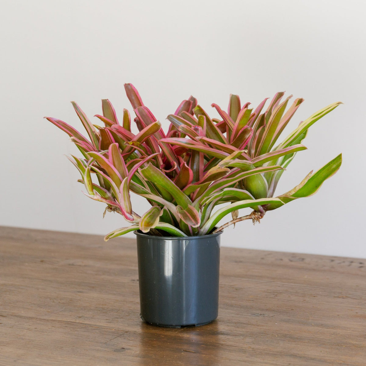 ネオレゲリア・ファイアーボールをオーダーするならFlower&amp;Plants tette │ 「手から手へ、想いを運ぶフラワーショップ」【板橋駅徒歩4分】【熟練フローリスト夫婦が運営】【最短2営業日で発送】【24時間365日注文OK】【ギフトは3300円〜】フラワーギフトを手から手へ、想いを込めたブーケやアレンジメントで大切な人に感謝と愛情を。シーンや用途に合わせて選びやすい豊富な種