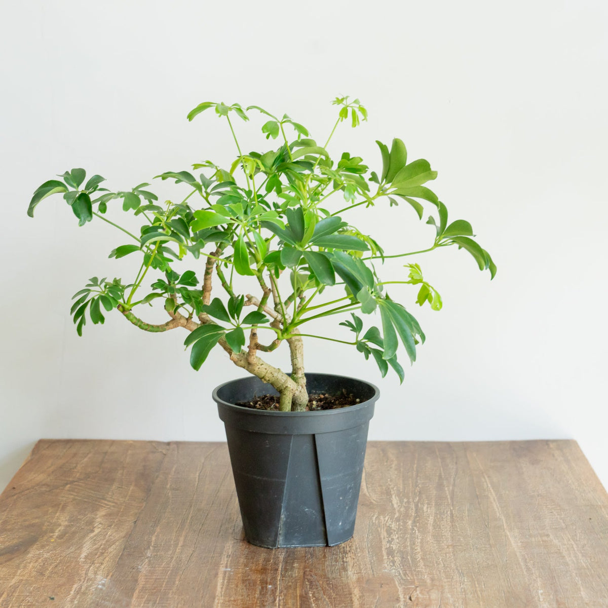 シェフレラ　レナータをオーダーするならFlower&amp;Plants tette │ 「手から手へ、想いを運ぶフラワーショップ」【板橋駅徒歩4分】【熟練フローリスト夫婦が運営】【最短2営業日で発送】【24時間365日注文OK】【ギフトは3300円〜】フラワーギフトを手から手へ、想いを込めたブーケやアレンジメントで大切な人に感謝と愛情を。シーンや用途に合わせて選びやすい豊富な種