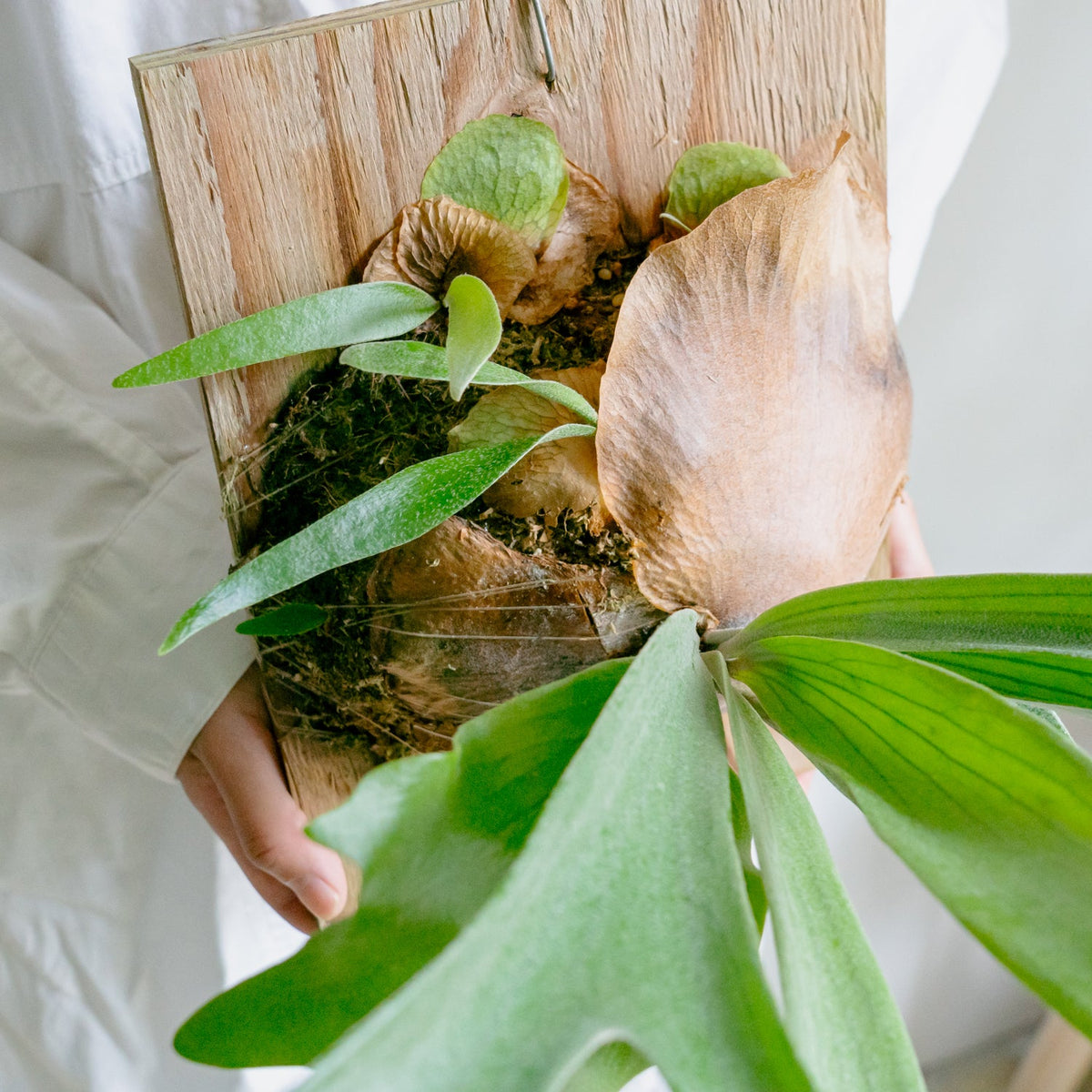 ビカクシダ　サウスシーをオーダーするならFlower&amp;Plants tette │ 「手から手へ、想いを運ぶフラワーショップ」【板橋駅徒歩4分】【熟練フローリスト夫婦が運営】【最短2営業日で発送】【24時間365日注文OK】【ギフトは3300円〜】フラワーギフトを手から手へ、想いを込めたブーケやアレンジメントで大切な人に感謝と愛情を。シーンや用途に合わせて選びやすい豊富な種