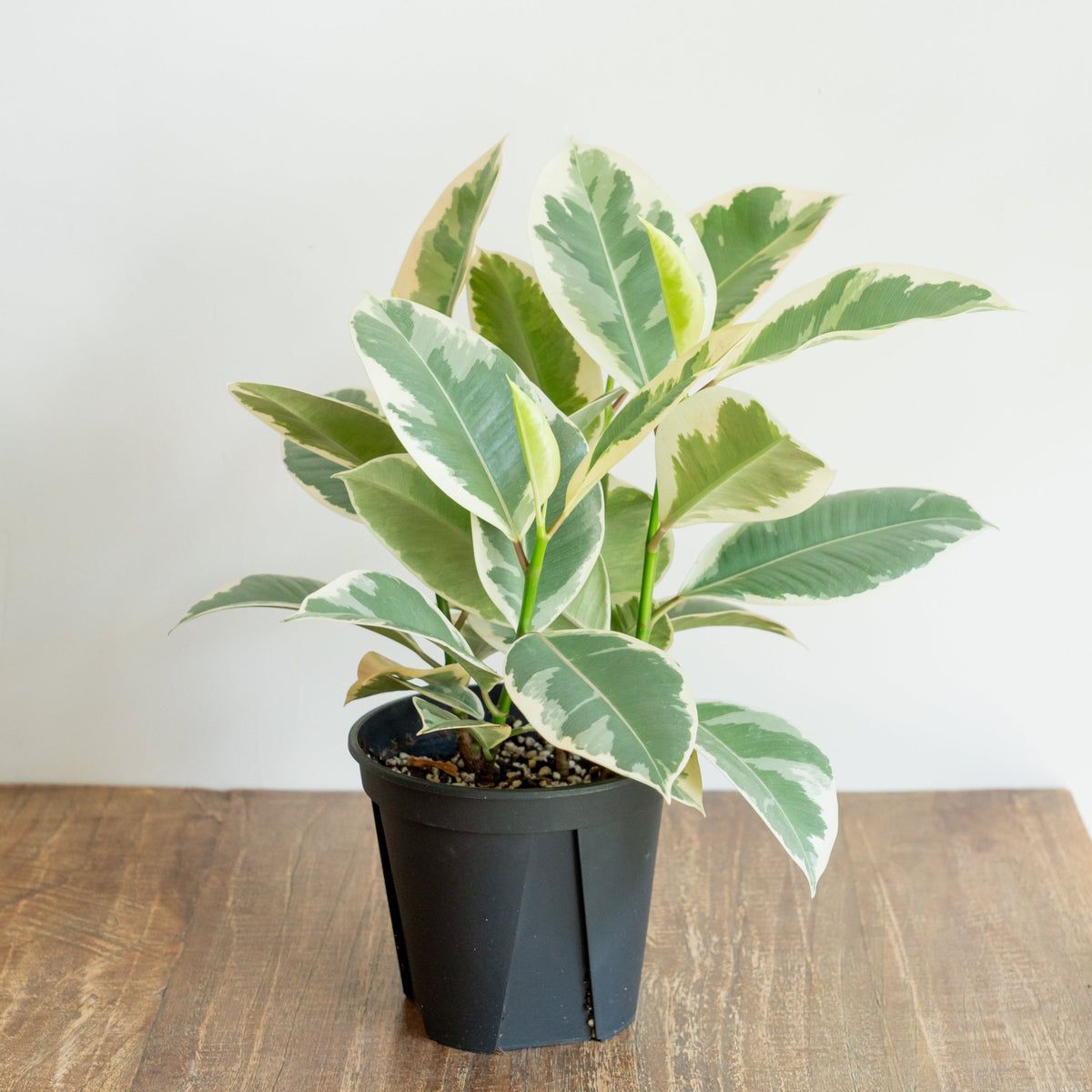 フィカス ティネケをオーダーするならFlower&amp;Plants tette │ 「手から手へ、想いを運ぶフラワーショップ」【板橋駅徒歩4分】【熟練フローリスト夫婦が運営】【最短2営業日で発送】【24時間365日注文OK】【ギフトは3300円〜】フラワーギフトを手から手へ、想いを込めたブーケやアレンジメントで大切な人に感謝と愛情を。シーンや用途に合わせて選びやすい豊富な種
