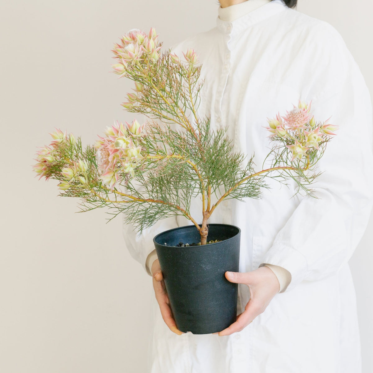 セルリア プリティピンクをオーダーするならFlower&amp;Plants tette │ 「手から手へ、想いを運ぶフラワーショップ」【板橋駅徒歩4分】【熟練フローリスト夫婦が運営】【最短2営業日で発送】【24時間365日注文OK】【ギフトは3300円〜】フラワーギフトを手から手へ、想いを込めたブーケやアレンジメントで大切な人に感謝と愛情を。シーンや用途に合わせて選びやすい豊富な種