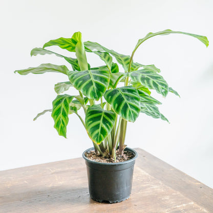 カラテア ゼブリナをオーダーするならFlower&amp;Plants tette │ 「手から手へ、想いを運ぶフラワーショップ」【板橋駅徒歩4分】【熟練フローリスト夫婦が運営】【最短2営業日で発送】【24時間365日注文OK】【ギフトは3300円〜】フラワーギフトを手から手へ、想いを込めたブーケやアレンジメントで大切な人に感謝と愛情を。シーンや用途に合わせて選びやすい豊富な種