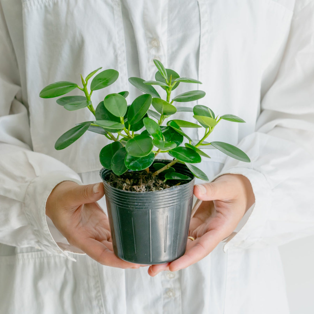 フィカス　ミクロフィラパンダをオーダーするならFlower&amp;Plants tette │ 「手から手へ、想いを運ぶフラワーショップ」【板橋駅徒歩4分】【熟練フローリスト夫婦が運営】【最短2営業日で発送】【24時間365日注文OK】【ギフトは3300円〜】フラワーギフトを手から手へ、想いを込めたブーケやアレンジメントで大切な人に感謝と愛情を。シーンや用途に合わせて選びやすい豊富な種