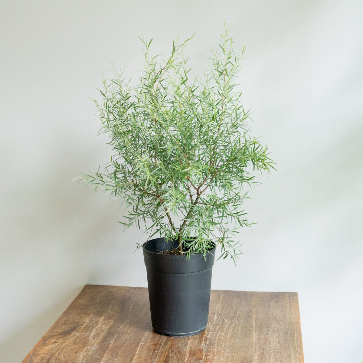 シルバーティーツリーをオーダーするならFlower&amp;Plants tette │ 「手から手へ、想いを運ぶフラワーショップ」【板橋駅徒歩4分】【熟練フローリスト夫婦が運営】【最短2営業日で発送】【24時間365日注文OK】【ギフトは3300円〜】フラワーギフトを手から手へ、想いを込めたブーケやアレンジメントで大切な人に感謝と愛情を。シーンや用途に合わせて選びやすい豊富な種