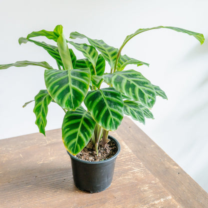 カラテア ゼブリナをオーダーするならFlower&amp;Plants tette │ 「手から手へ、想いを運ぶフラワーショップ」【板橋駅徒歩4分】【熟練フローリスト夫婦が運営】【最短2営業日で発送】【24時間365日注文OK】【ギフトは3300円〜】フラワーギフトを手から手へ、想いを込めたブーケやアレンジメントで大切な人に感謝と愛情を。シーンや用途に合わせて選びやすい豊富な種