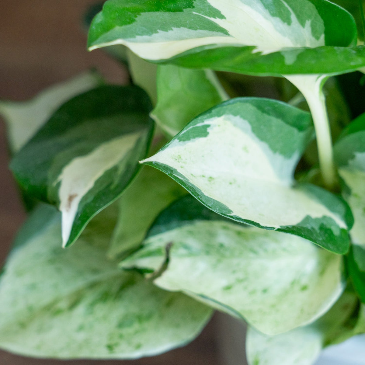 ポトス ステータスをオーダーするならFlower&amp;Plants tette │ 「手から手へ、想いを運ぶフラワーショップ」【板橋駅徒歩4分】【熟練フローリスト夫婦が運営】【最短2営業日で発送】【24時間365日注文OK】【ギフトは3300円〜】フラワーギフトを手から手へ、想いを込めたブーケやアレンジメントで大切な人に感謝と愛情を。シーンや用途に合わせて選びやすい豊富な種