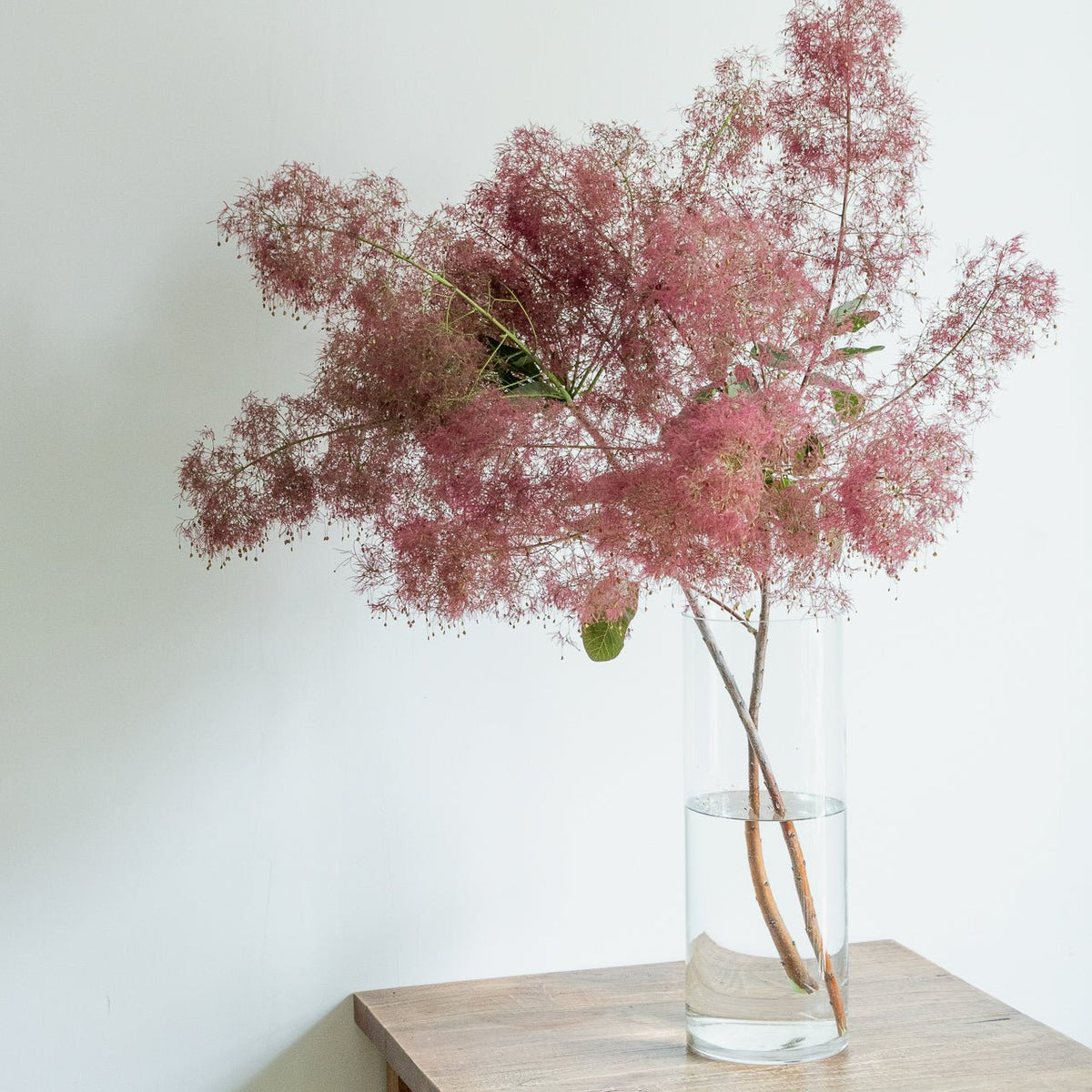 枝もの定期便をオーダーするならFlower&amp;Plants tette │ 「手から手へ、想いを運ぶフラワーショップ」【板橋駅徒歩4分】【熟練フローリスト夫婦が運営】【最短2営業日で発送】【24時間365日注文OK】【ギフトは3300円〜】フラワーギフトを手から手へ、想いを込めたブーケやアレンジメントで大切な人に感謝と愛情を。シーンや用途に合わせて選びやすい豊富な種
