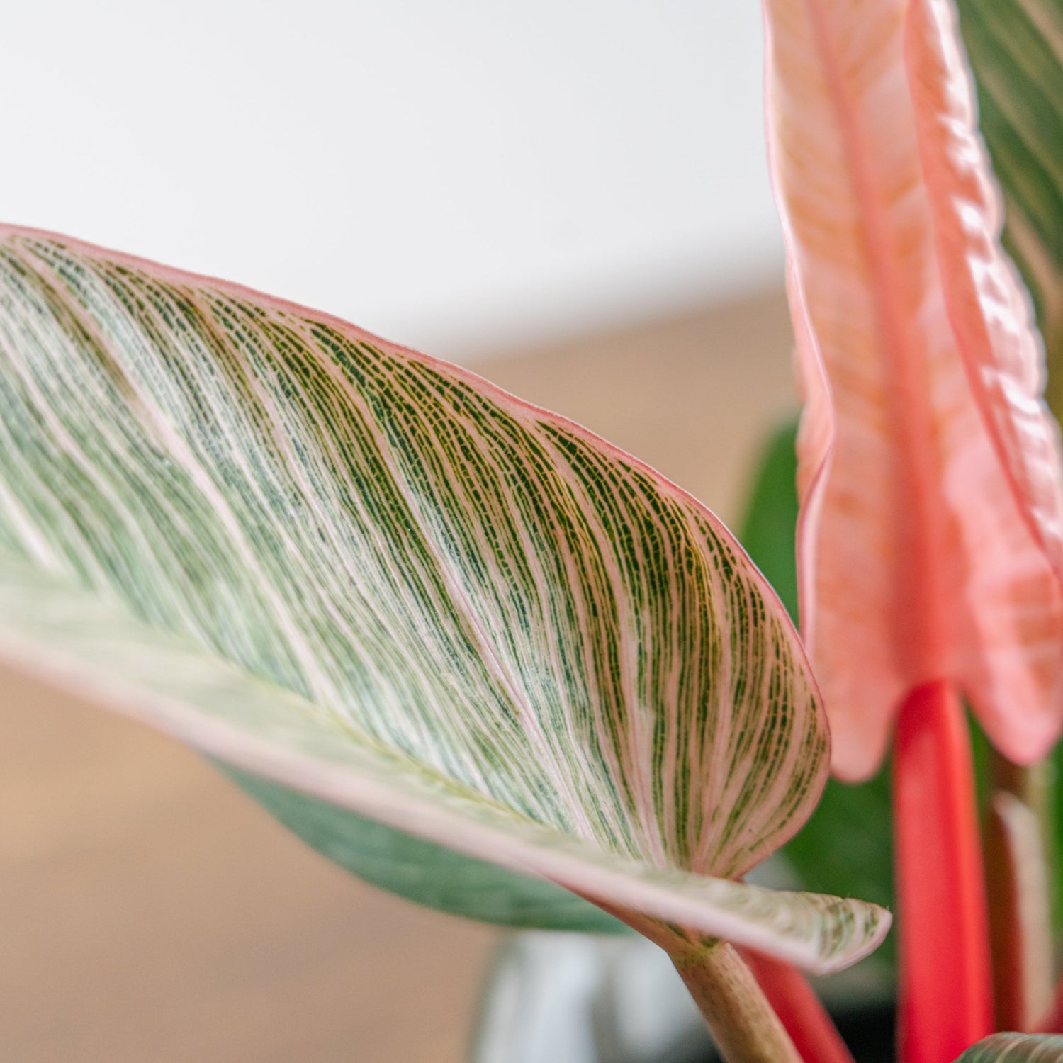 母の日 フィロデンドロン ピンクバーキンのギフトをオーダーするならFlower&amp;Plants tette │ 「手から手へ、想いを運ぶフラワーショップ」【板橋駅徒歩4分】【熟練フローリスト夫婦が運営】【最短2営業日で発送】【24時間365日注文OK】【ギフトは3300円〜】フラワーギフトを手から手へ、想いを込めたブーケやアレンジメントで大切な人に感謝と愛情を。シーンや用途に合わせて選びやすい豊富な種