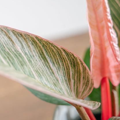 母の日 フィロデンドロン ピンクバーキンのギフトをオーダーするならFlower&amp;Plants tette │ 「手から手へ、想いを運ぶフラワーショップ」【板橋駅徒歩4分】【熟練フローリスト夫婦が運営】【最短2営業日で発送】【24時間365日注文OK】【ギフトは3300円〜】フラワーギフトを手から手へ、想いを込めたブーケやアレンジメントで大切な人に感謝と愛情を。シーンや用途に合わせて選びやすい豊富な種