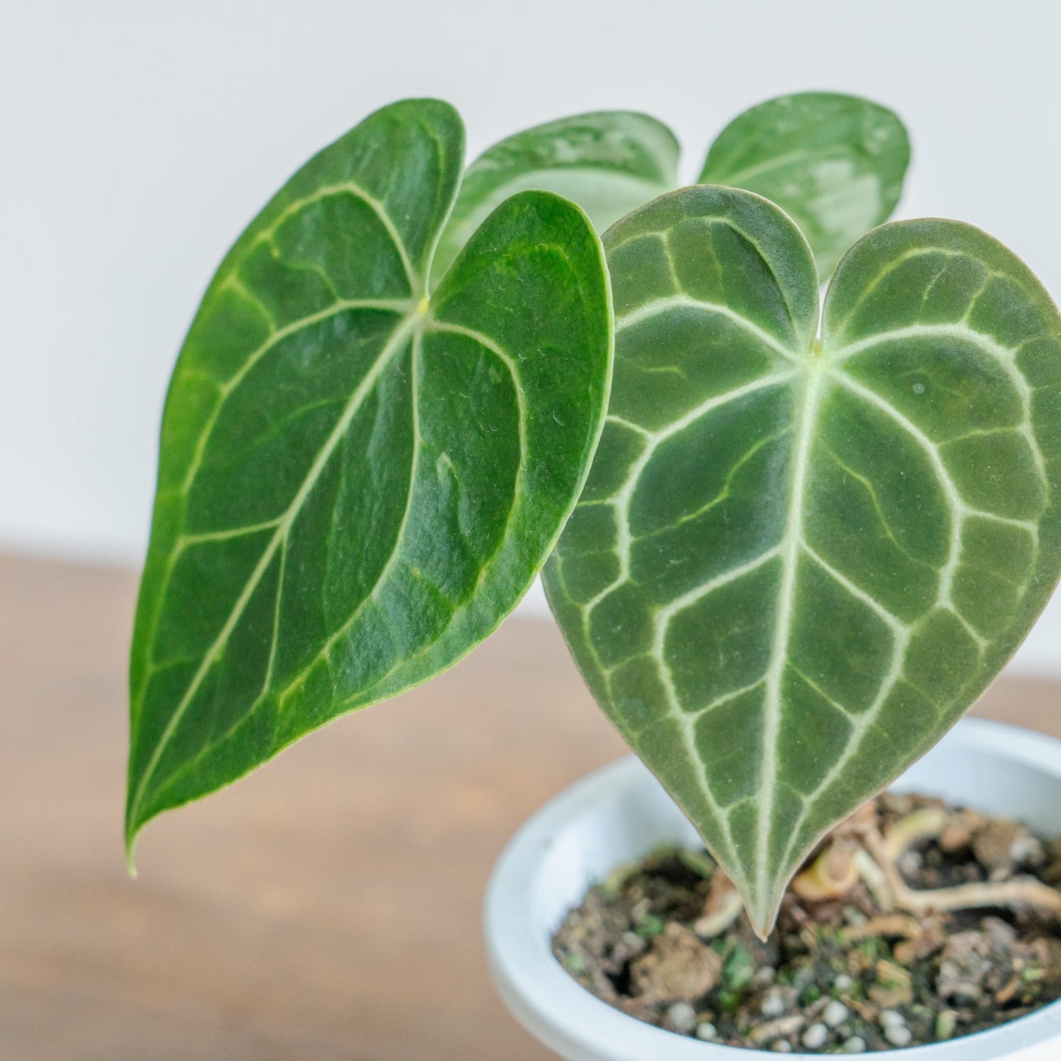 アンスリウム　クラリネルバムをオーダーするならFlower&amp;Plants tette │ 「手から手へ、想いを運ぶフラワーショップ」【板橋駅徒歩4分】【熟練フローリスト夫婦が運営】【最短2営業日で発送】【24時間365日注文OK】【ギフトは3300円〜】フラワーギフトを手から手へ、想いを込めたブーケやアレンジメントで大切な人に感謝と愛情を。シーンや用途に合わせて選びやすい豊富な種