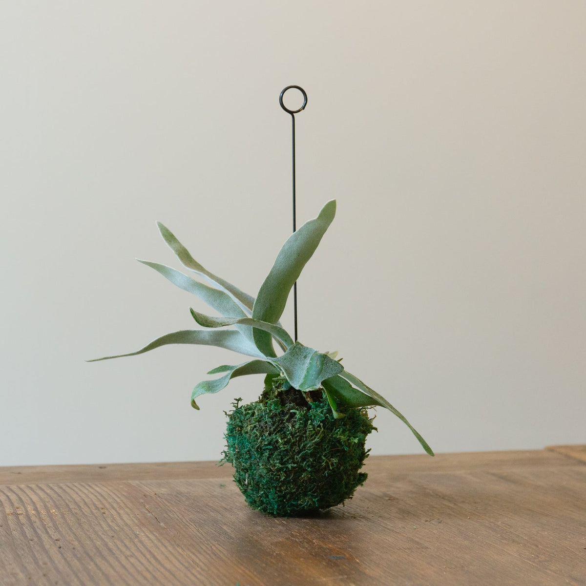 ビカクシダ　ヴィーチーをオーダーするならFlower&amp;Plants tette │ 「手から手へ、想いを運ぶフラワーショップ」【板橋駅徒歩4分】【熟練フローリスト夫婦が運営】【最短2営業日で発送】【24時間365日注文OK】【ギフトは3300円〜】フラワーギフトを手から手へ、想いを込めたブーケやアレンジメントで大切な人に感謝と愛情を。シーンや用途に合わせて選びやすい豊富な種