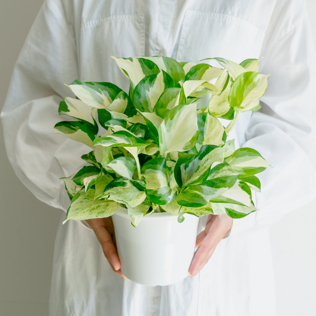 ポトス ステータスをオーダーするならFlower&amp;Plants tette │ 「手から手へ、想いを運ぶフラワーショップ」【板橋駅徒歩4分】【熟練フローリスト夫婦が運営】【最短2営業日で発送】【24時間365日注文OK】【ギフトは3300円〜】フラワーギフトを手から手へ、想いを込めたブーケやアレンジメントで大切な人に感謝と愛情を。シーンや用途に合わせて選びやすい豊富な種