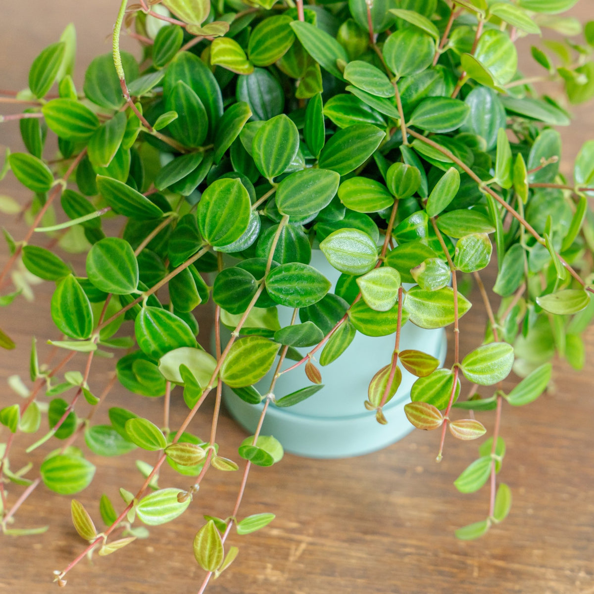 ペペロミア アングラータをオーダーするならFlower&amp;Plants tette │ 「手から手へ、想いを運ぶフラワーショップ」【板橋駅徒歩4分】【熟練フローリスト夫婦が運営】【最短2営業日で発送】【24時間365日注文OK】【ギフトは3300円〜】フラワーギフトを手から手へ、想いを込めたブーケやアレンジメントで大切な人に感謝と愛情を。シーンや用途に合わせて選びやすい豊富な種