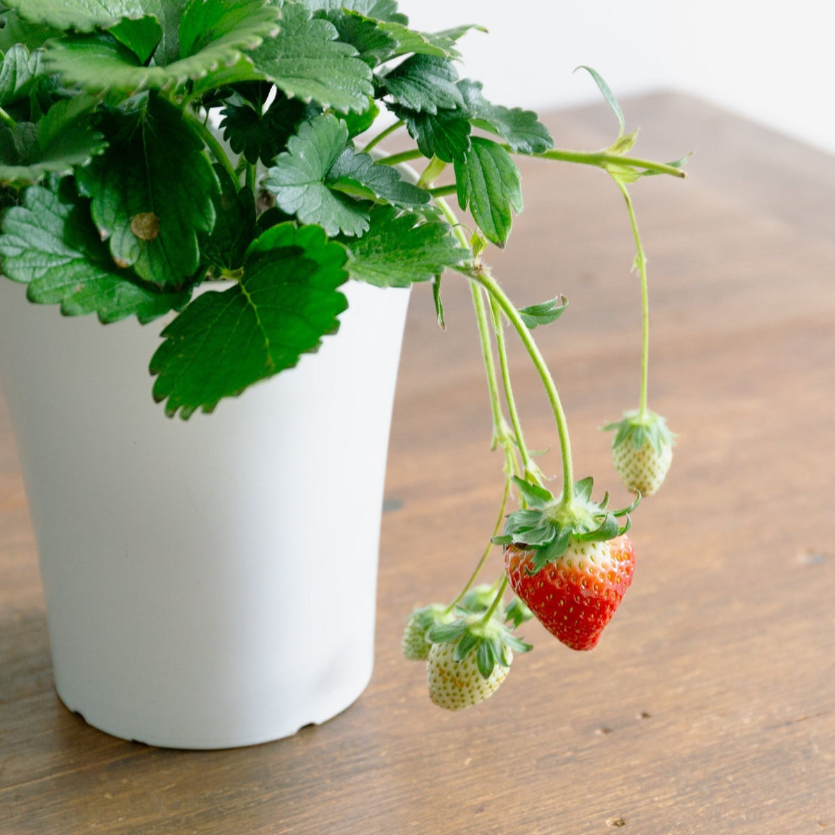 いちご　とちおとめをオーダーするならFlower&amp;Plants tette │ 「手から手へ、想いを運ぶフラワーショップ」【板橋駅徒歩4分】【熟練フローリスト夫婦が運営】【最短2営業日で発送】【24時間365日注文OK】【ギフトは3300円〜】フラワーギフトを手から手へ、想いを込めたブーケやアレンジメントで大切な人に感謝と愛情を。シーンや用途に合わせて選びやすい豊富な種