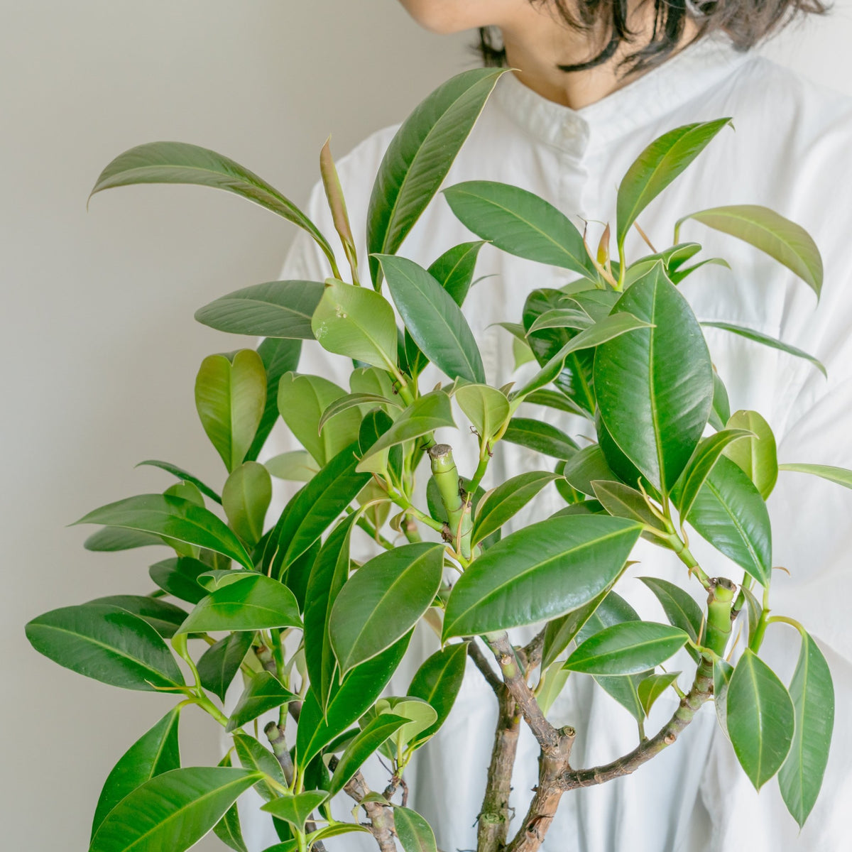 フィカス メラニーをオーダーするならFlower&amp;Plants tette │ 「手から手へ、想いを運ぶフラワーショップ」【板橋駅徒歩4分】【熟練フローリスト夫婦が運営】【最短2営業日で発送】【24時間365日注文OK】【ギフトは3300円〜】フラワーギフトを手から手へ、想いを込めたブーケやアレンジメントで大切な人に感謝と愛情を。シーンや用途に合わせて選びやすい豊富な種