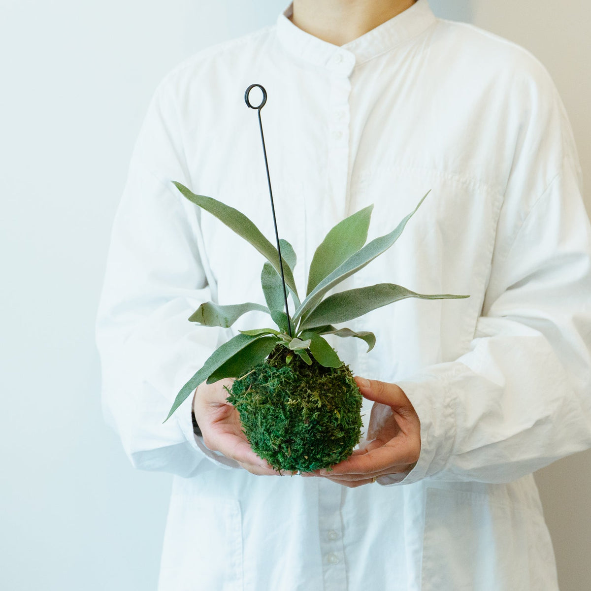 ビカクシダ　ヴィーチーをオーダーするならFlower&amp;Plants tette │ 「手から手へ、想いを運ぶフラワーショップ」【板橋駅徒歩4分】【熟練フローリスト夫婦が運営】【最短2営業日で発送】【24時間365日注文OK】【ギフトは3300円〜】フラワーギフトを手から手へ、想いを込めたブーケやアレンジメントで大切な人に感謝と愛情を。シーンや用途に合わせて選びやすい豊富な種
