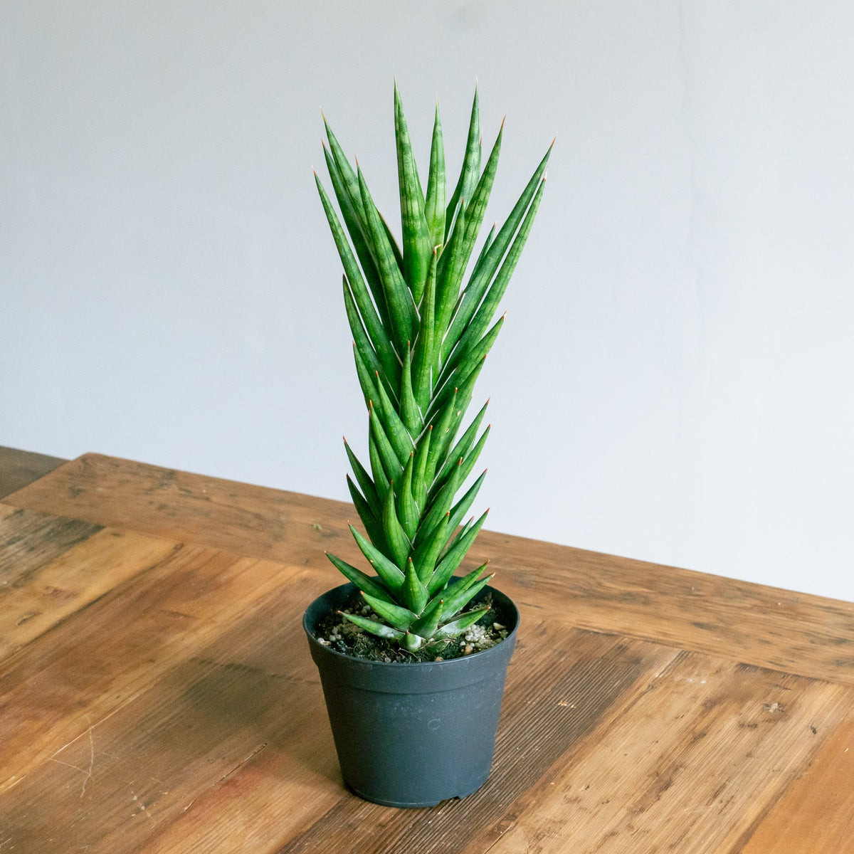サンスベリア フランシンをオーダーするならFlower&amp;Plants tette │ 「手から手へ、想いを運ぶフラワーショップ」【板橋駅徒歩4分】【熟練フローリスト夫婦が運営】【最短2営業日で発送】【24時間365日注文OK】【ギフトは3300円〜】フラワーギフトを手から手へ、想いを込めたブーケやアレンジメントで大切な人に感謝と愛情を。シーンや用途に合わせて選びやすい豊富な種