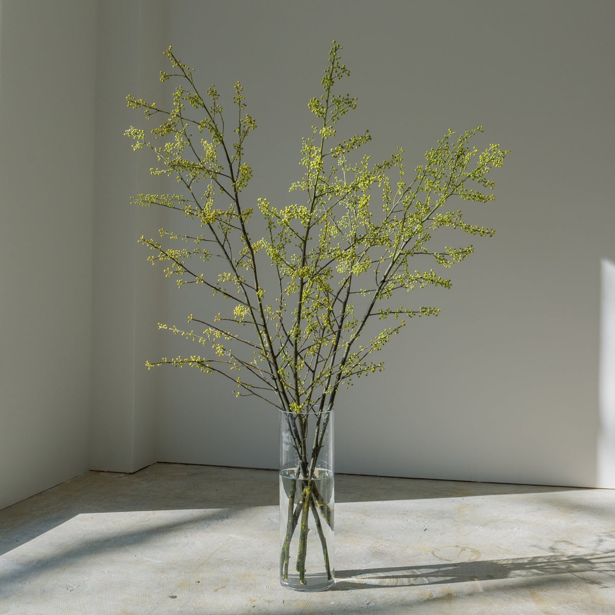 枝もの定期便をオーダーするならFlower&amp;Plants tette │ 「手から手へ、想いを運ぶフラワーショップ」【板橋駅徒歩4分】【熟練フローリスト夫婦が運営】【最短2営業日で発送】【24時間365日注文OK】【ギフトは3300円〜】フラワーギフトを手から手へ、想いを込めたブーケやアレンジメントで大切な人に感謝と愛情を。シーンや用途に合わせて選びやすい豊富な種