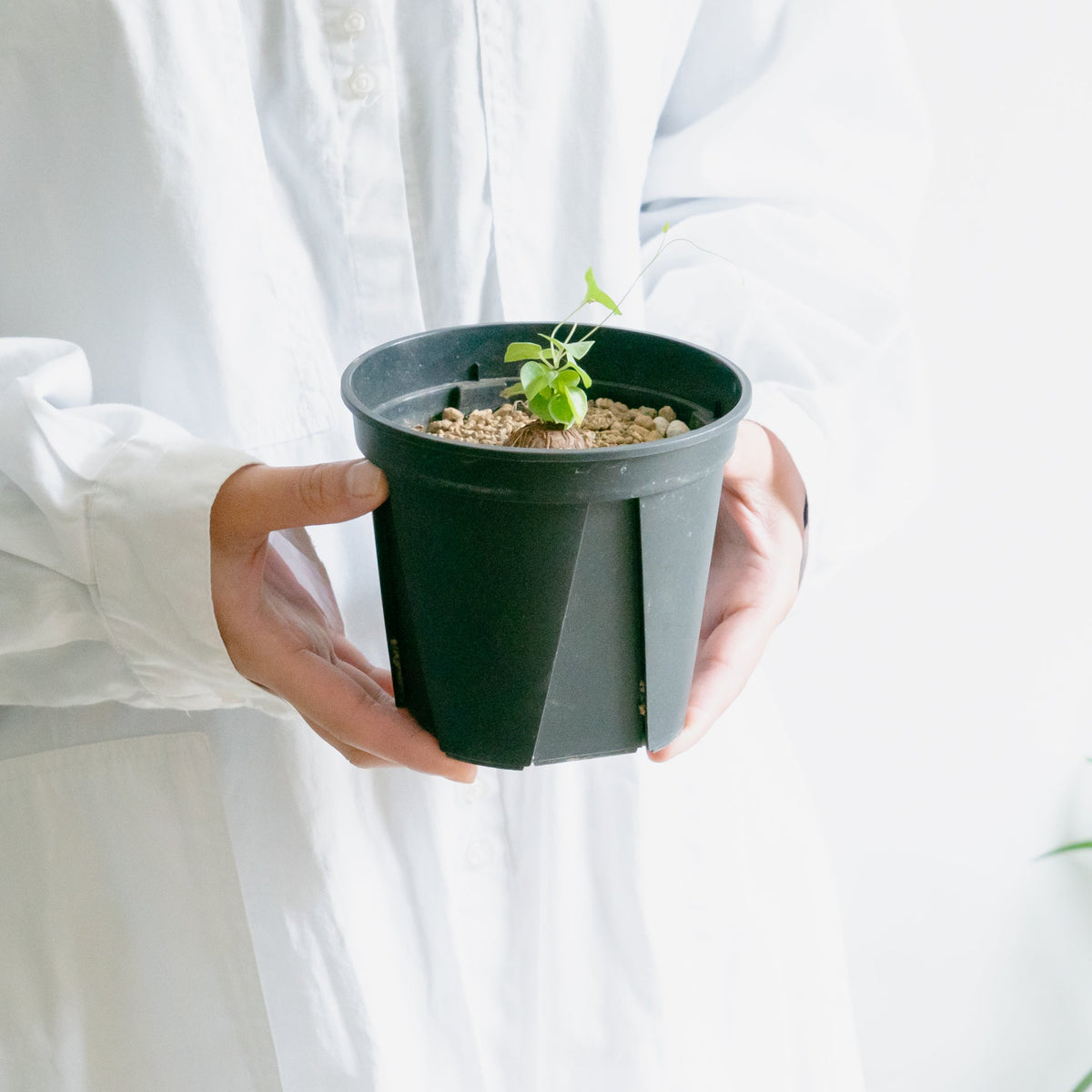 亀甲竜をオーダーするならFlower&amp;Plants tette │ 「手から手へ、想いを運ぶフラワーショップ」【板橋駅徒歩4分】【熟練フローリスト夫婦が運営】【最短2営業日で発送】【24時間365日注文OK】【ギフトは3300円〜】フラワーギフトを手から手へ、想いを込めたブーケやアレンジメントで大切な人に感謝と愛情を。シーンや用途に合わせて選びやすい豊富な種