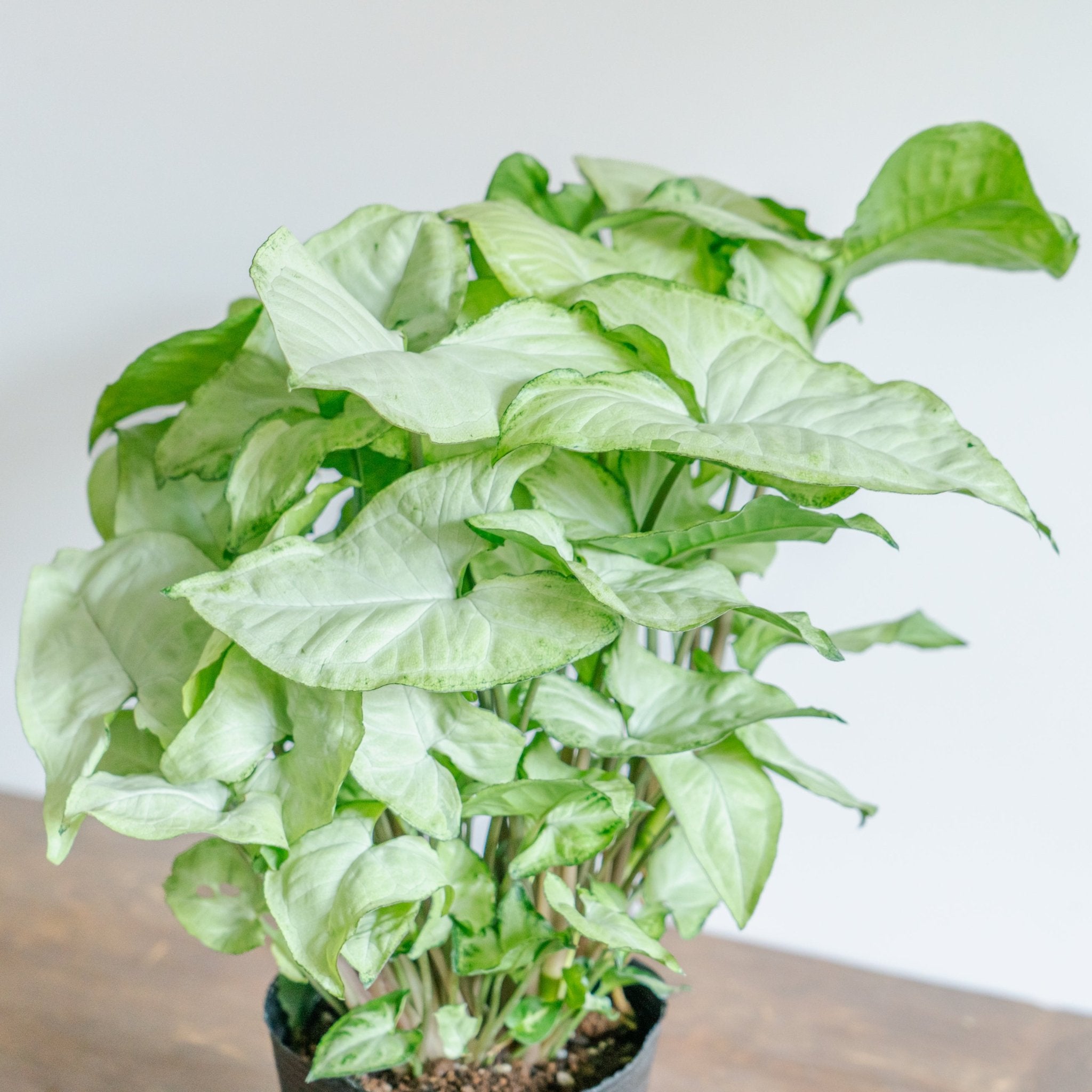 シンゴジウムをオーダーするならFlower&amp;Plants tette │ 「手から手へ、想いを運ぶフラワーショップ」【板橋駅徒歩4分】【熟練フローリスト夫婦が運営】【最短2営業日で発送】【24時間365日注文OK】【ギフトは3300円〜】フラワーギフトを手から手へ、想いを込めたブーケやアレンジメントで大切な人に感謝と愛情を。シーンや用途に合わせて選びやすい豊富な種