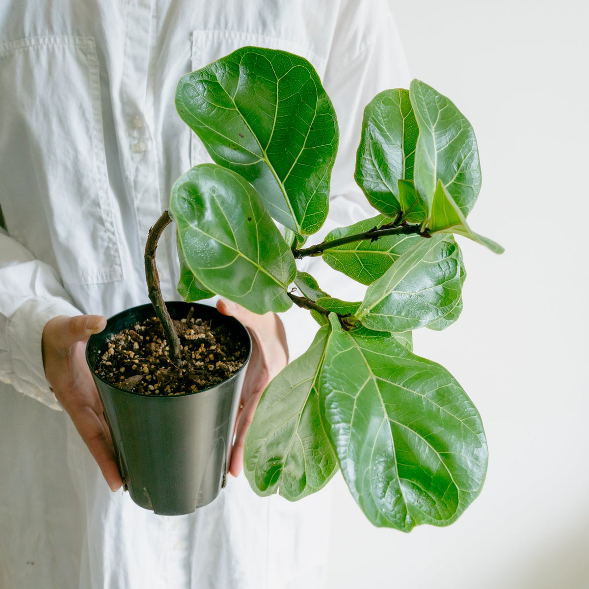 フィカス　バンビーノをオーダーするならFlower&amp;Plants tette │ 「手から手へ、想いを運ぶフラワーショップ」【板橋駅徒歩4分】【熟練フローリスト夫婦が運営】【最短2営業日で発送】【24時間365日注文OK】【ギフトは3300円〜】フラワーギフトを手から手へ、想いを込めたブーケやアレンジメントで大切な人に感謝と愛情を。シーンや用途に合わせて選びやすい豊富な種