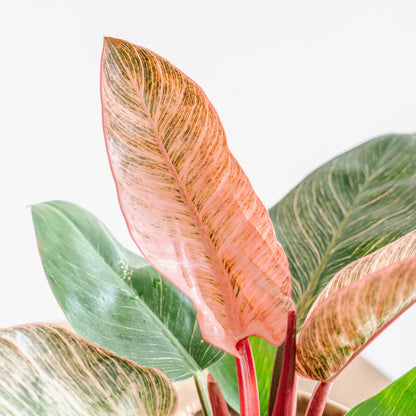 母の日 フィロデンドロン ピンクバーキンのギフトをオーダーするならFlower&amp;Plants tette │ 「手から手へ、想いを運ぶフラワーショップ」【板橋駅徒歩4分】【熟練フローリスト夫婦が運営】【最短2営業日で発送】【24時間365日注文OK】【ギフトは3300円〜】フラワーギフトを手から手へ、想いを込めたブーケやアレンジメントで大切な人に感謝と愛情を。シーンや用途に合わせて選びやすい豊富な種