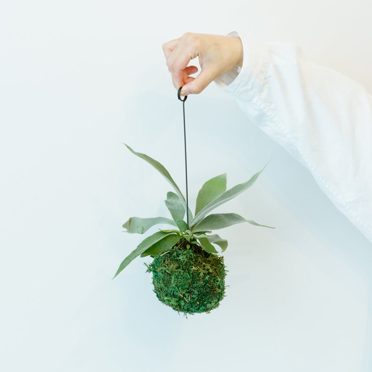 ビカクシダ　ヴィーチーをオーダーするならFlower&amp;Plants tette │ 「手から手へ、想いを運ぶフラワーショップ」【板橋駅徒歩4分】【熟練フローリスト夫婦が運営】【最短2営業日で発送】【24時間365日注文OK】【ギフトは3300円〜】フラワーギフトを手から手へ、想いを込めたブーケやアレンジメントで大切な人に感謝と愛情を。シーンや用途に合わせて選びやすい豊富な種