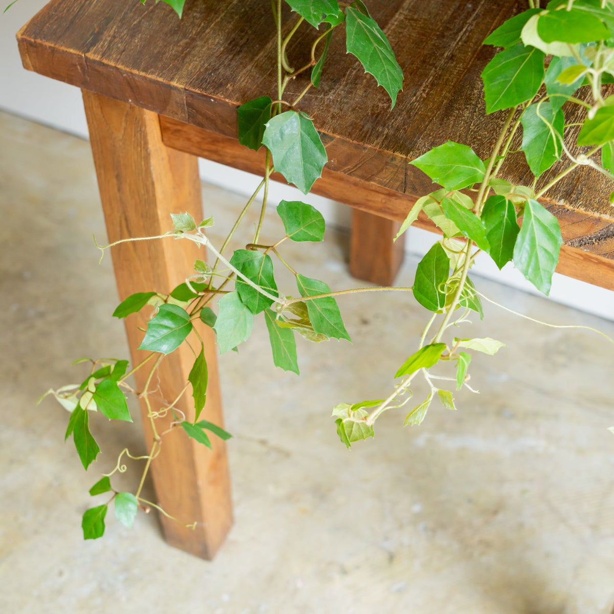 グレープアイビーをオーダーするならFlower&amp;Plants tette │ 「手から手へ、想いを運ぶフラワーショップ」【板橋駅徒歩4分】【熟練フローリスト夫婦が運営】【最短2営業日で発送】【24時間365日注文OK】【ギフトは3300円〜】フラワーギフトを手から手へ、想いを込めたブーケやアレンジメントで大切な人に感謝と愛情を。シーンや用途に合わせて選びやすい豊富な種