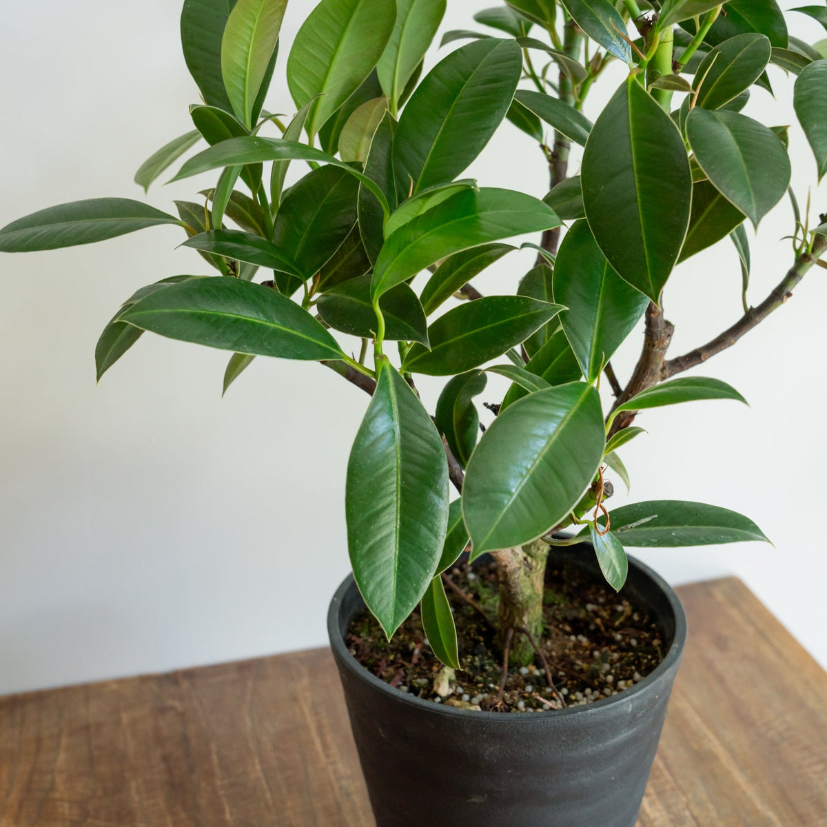 フィカス メラニーをオーダーするならFlower&amp;Plants tette │ 「手から手へ、想いを運ぶフラワーショップ」【板橋駅徒歩4分】【熟練フローリスト夫婦が運営】【最短2営業日で発送】【24時間365日注文OK】【ギフトは3300円〜】フラワーギフトを手から手へ、想いを込めたブーケやアレンジメントで大切な人に感謝と愛情を。シーンや用途に合わせて選びやすい豊富な種