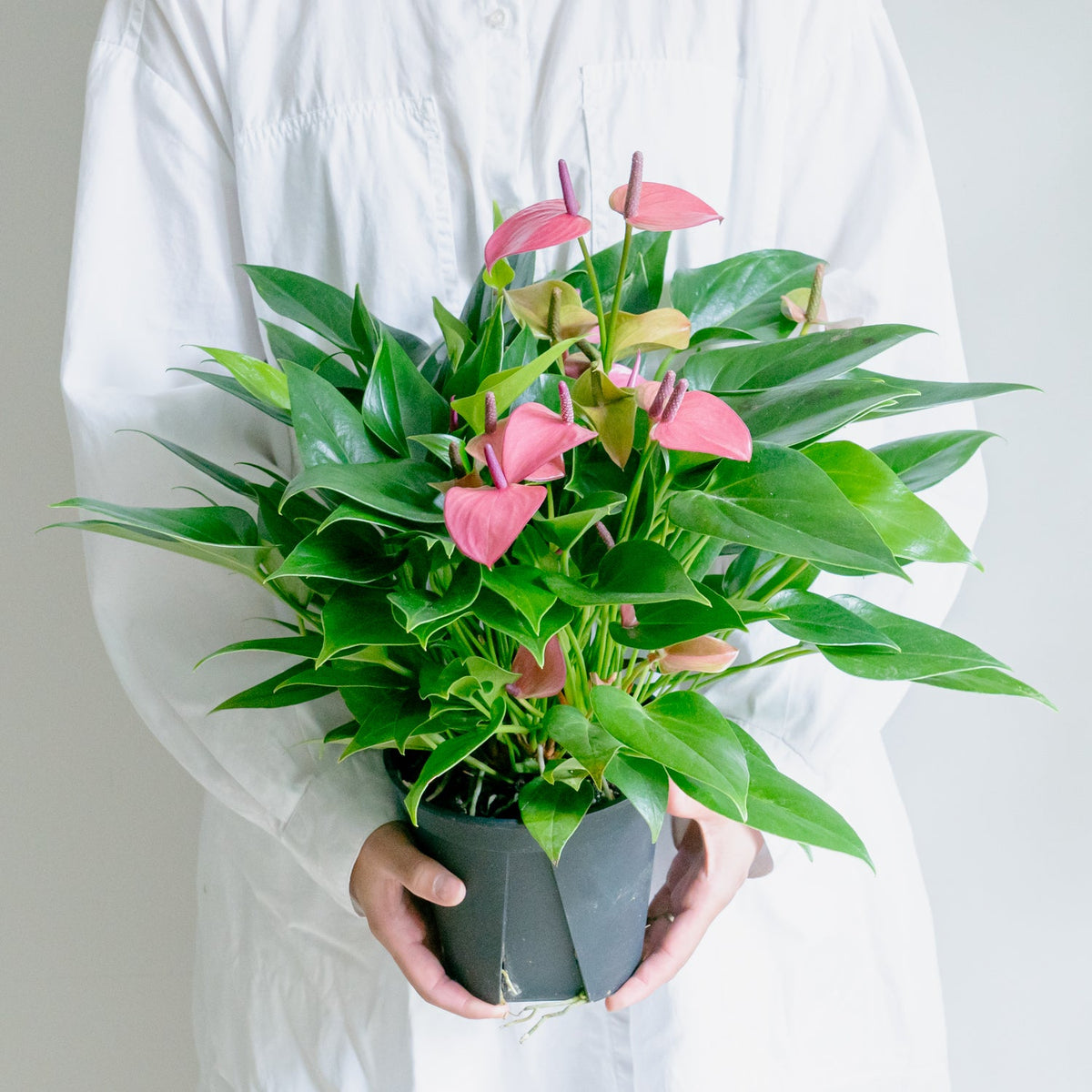 アンスリウム ローズをオーダーするならFlower&amp;Plants tette │ 「手から手へ、想いを運ぶフラワーショップ」【板橋駅徒歩4分】【熟練フローリスト夫婦が運営】【最短2営業日で発送】【24時間365日注文OK】【ギフトは3300円〜】フラワーギフトを手から手へ、想いを込めたブーケやアレンジメントで大切な人に感謝と愛情を。シーンや用途に合わせて選びやすい豊富な種