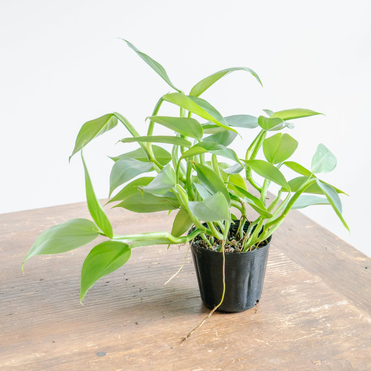 フィロデンドロン シルバーメタルをオーダーするならFlower&amp;Plants tette │ 「手から手へ、想いを運ぶフラワーショップ」【板橋駅徒歩4分】【熟練フローリスト夫婦が運営】【最短2営業日で発送】【24時間365日注文OK】【ギフトは3300円〜】フラワーギフトを手から手へ、想いを込めたブーケやアレンジメントで大切な人に感謝と愛情を。シーンや用途に合わせて選びやすい豊富な種