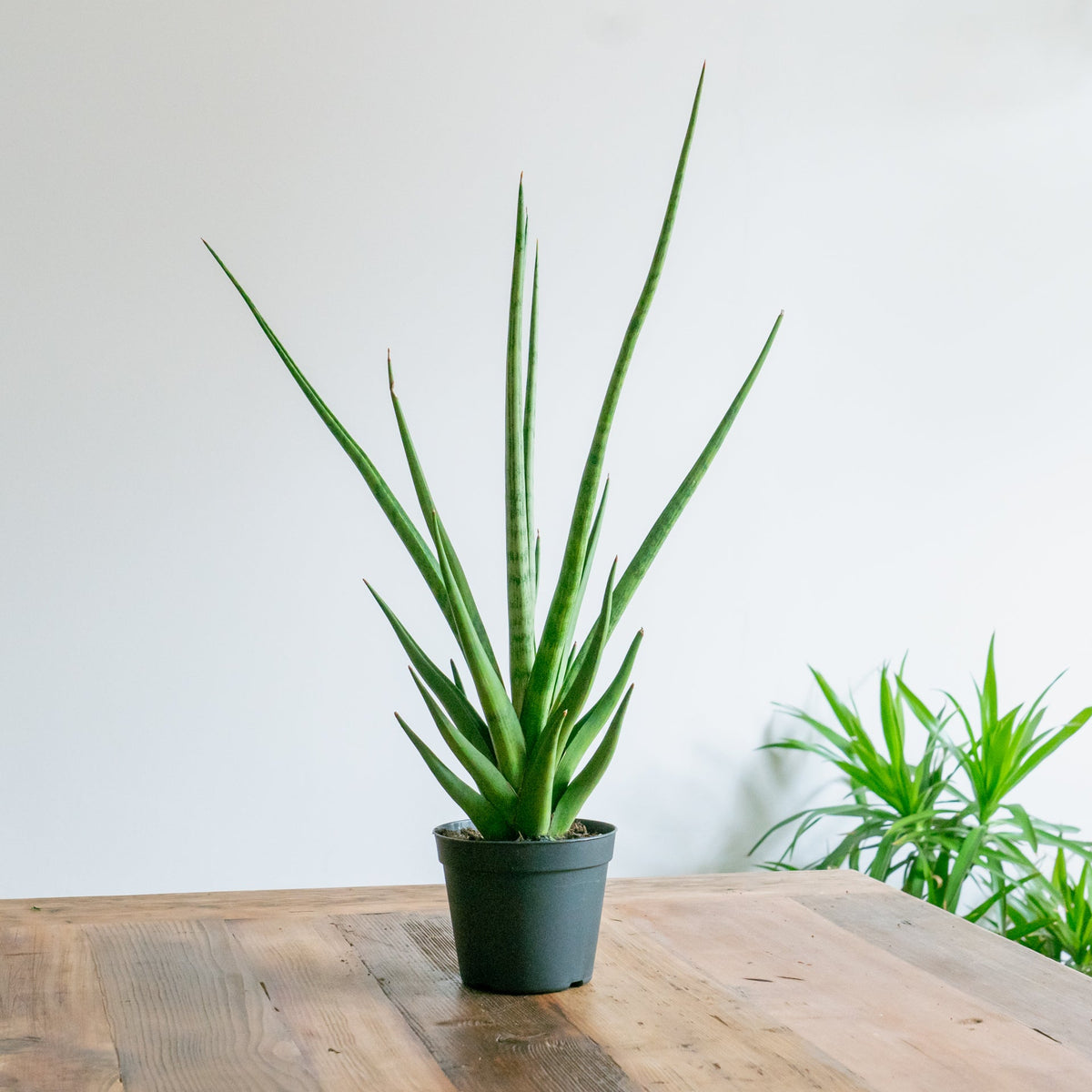 サンスベリアトムグラシリスをオーダーするならFlower&amp;Plants tette │ 「手から手へ、想いを運ぶフラワーショップ」【板橋駅徒歩4分】【熟練フローリスト夫婦が運営】【最短2営業日で発送】【24時間365日注文OK】【ギフトは3300円〜】フラワーギフトを手から手へ、想いを込めたブーケやアレンジメントで大切な人に感謝と愛情を。シーンや用途に合わせて選びやすい豊富な種