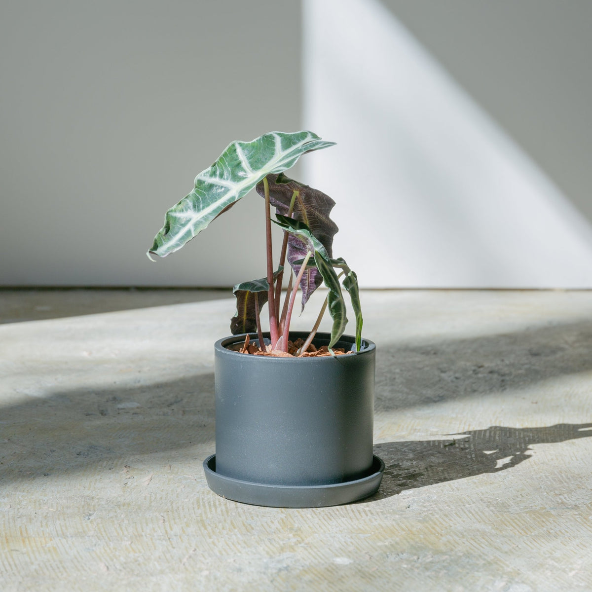 アロカシア アマゾニアをオーダーするならFlower&amp;Plants tette │ 「手から手へ、想いを運ぶフラワーショップ」【板橋駅徒歩4分】【熟練フローリスト夫婦が運営】【最短2営業日で発送】【24時間365日注文OK】【ギフトは3300円〜】フラワーギフトを手から手へ、想いを込めたブーケやアレンジメントで大切な人に感謝と愛情を。シーンや用途に合わせて選びやすい豊富な種